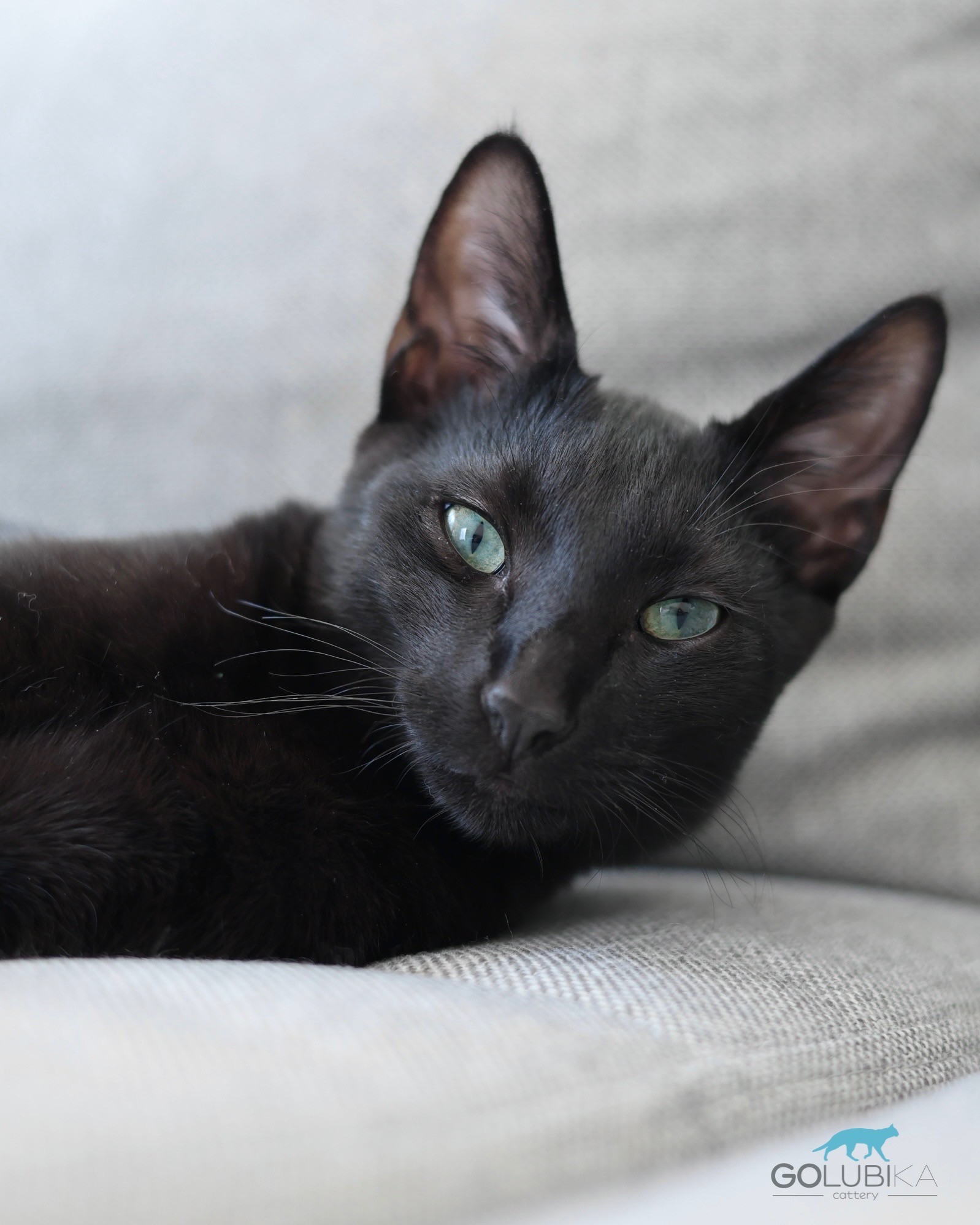Dorian Black 