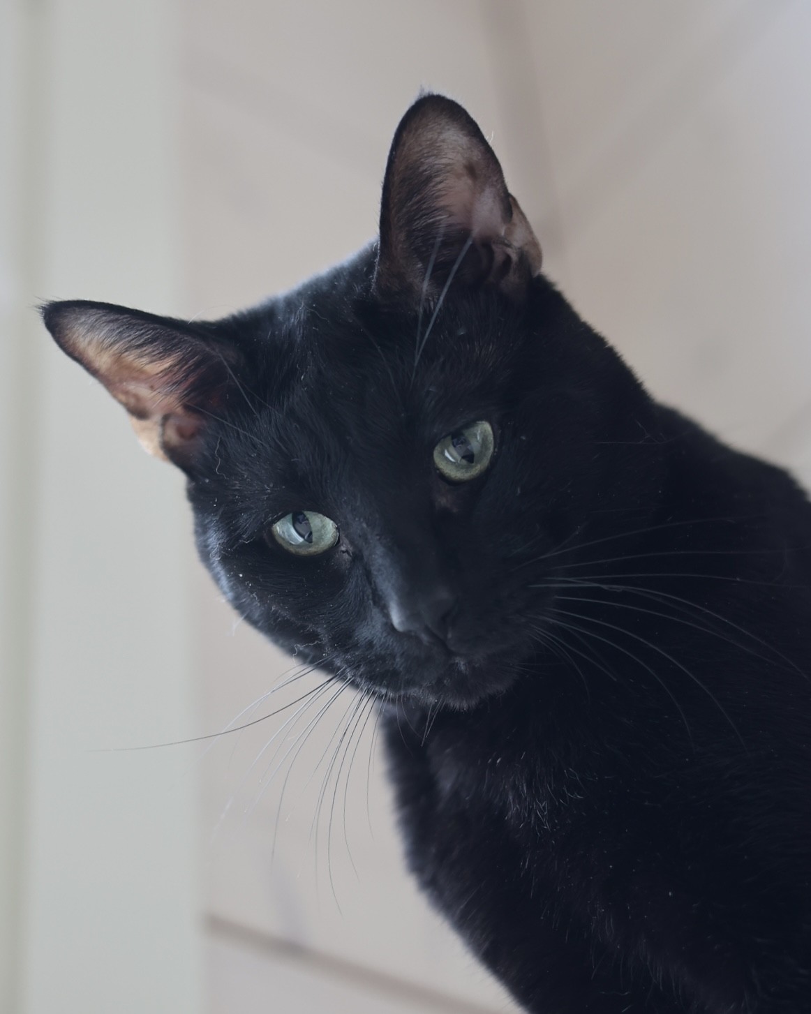 Zorro