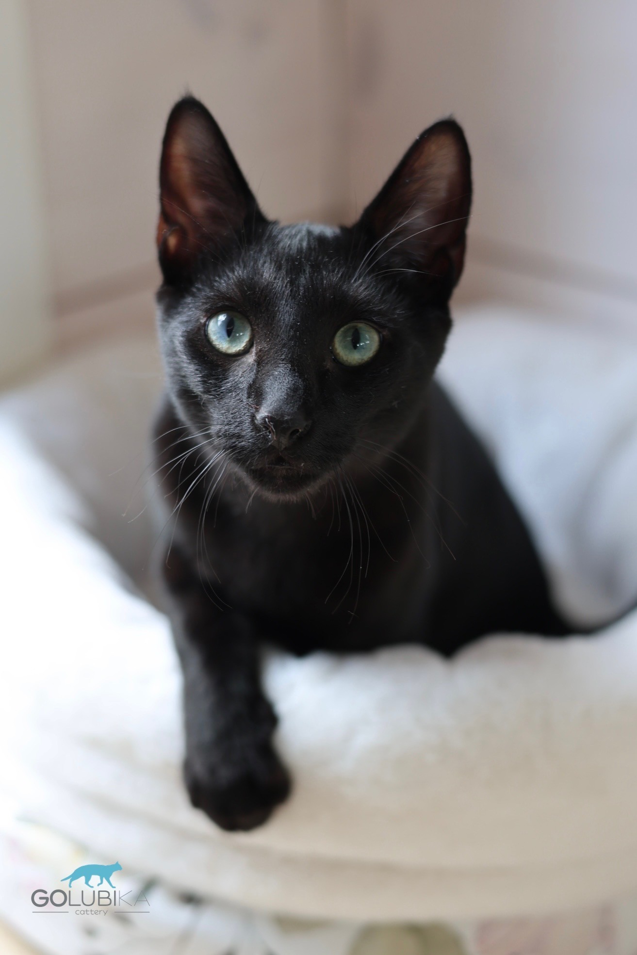 Dorian Black 