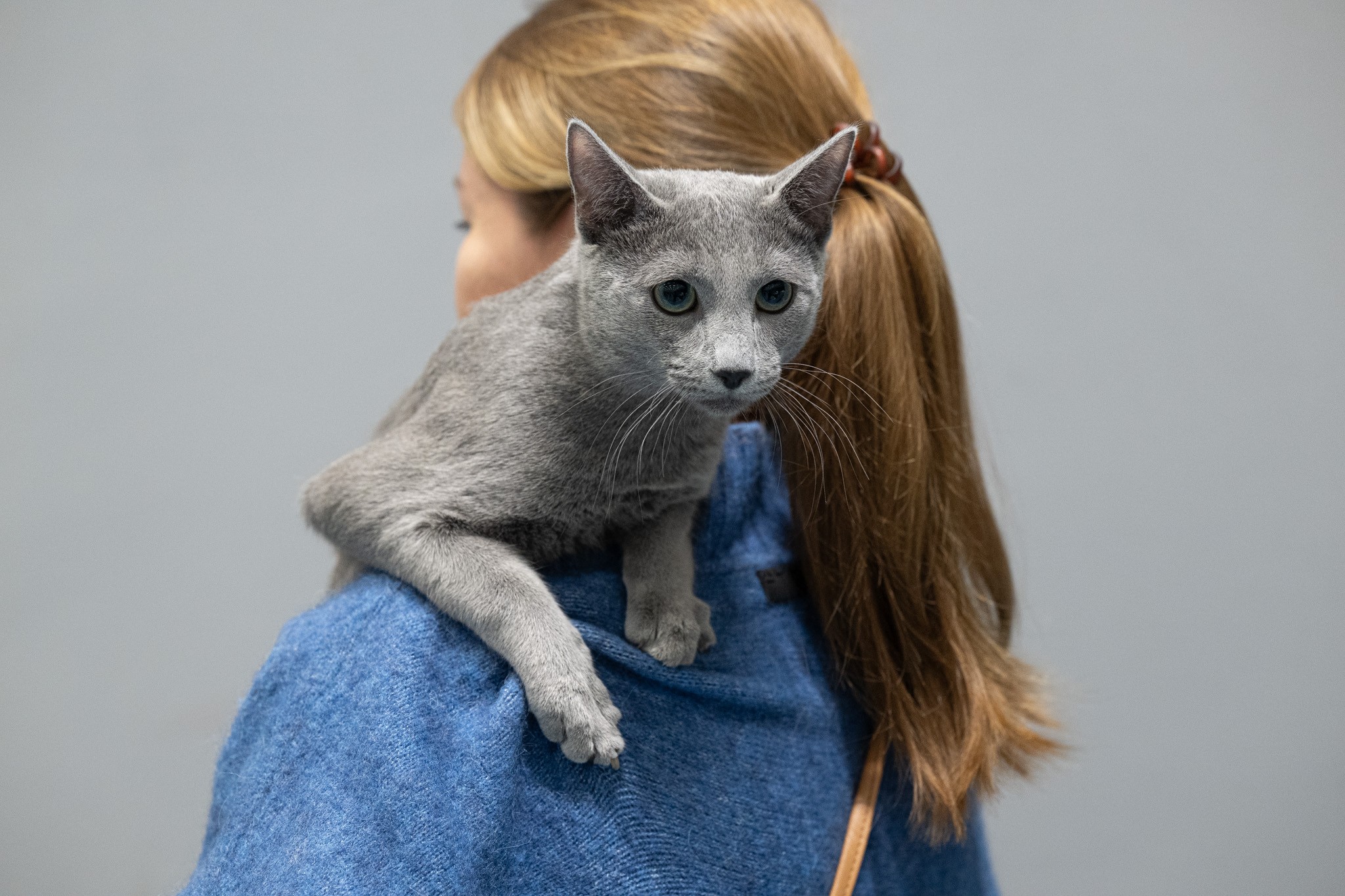 Bruno (sijoituskissa)