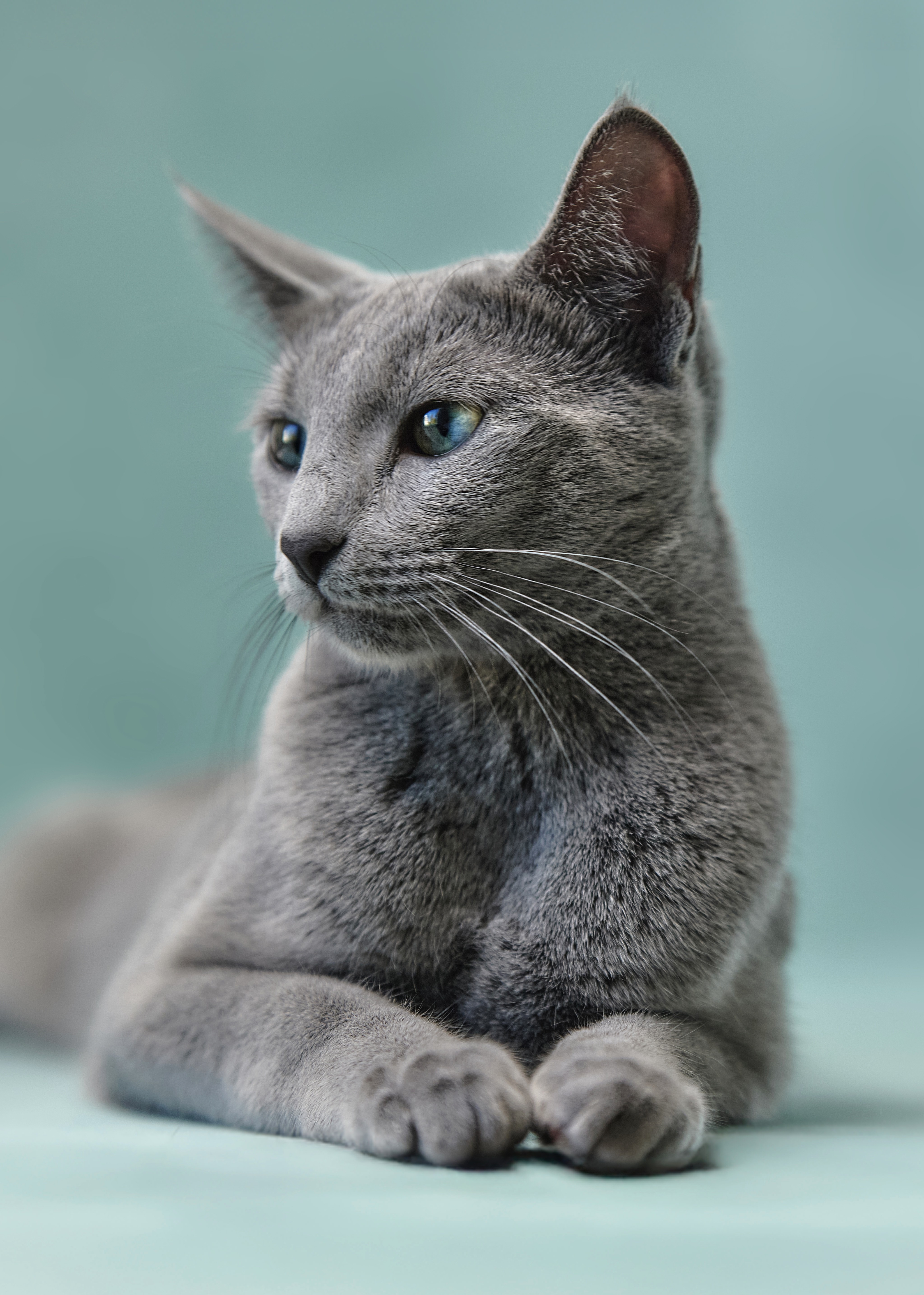 Luna (sijoituskissa)