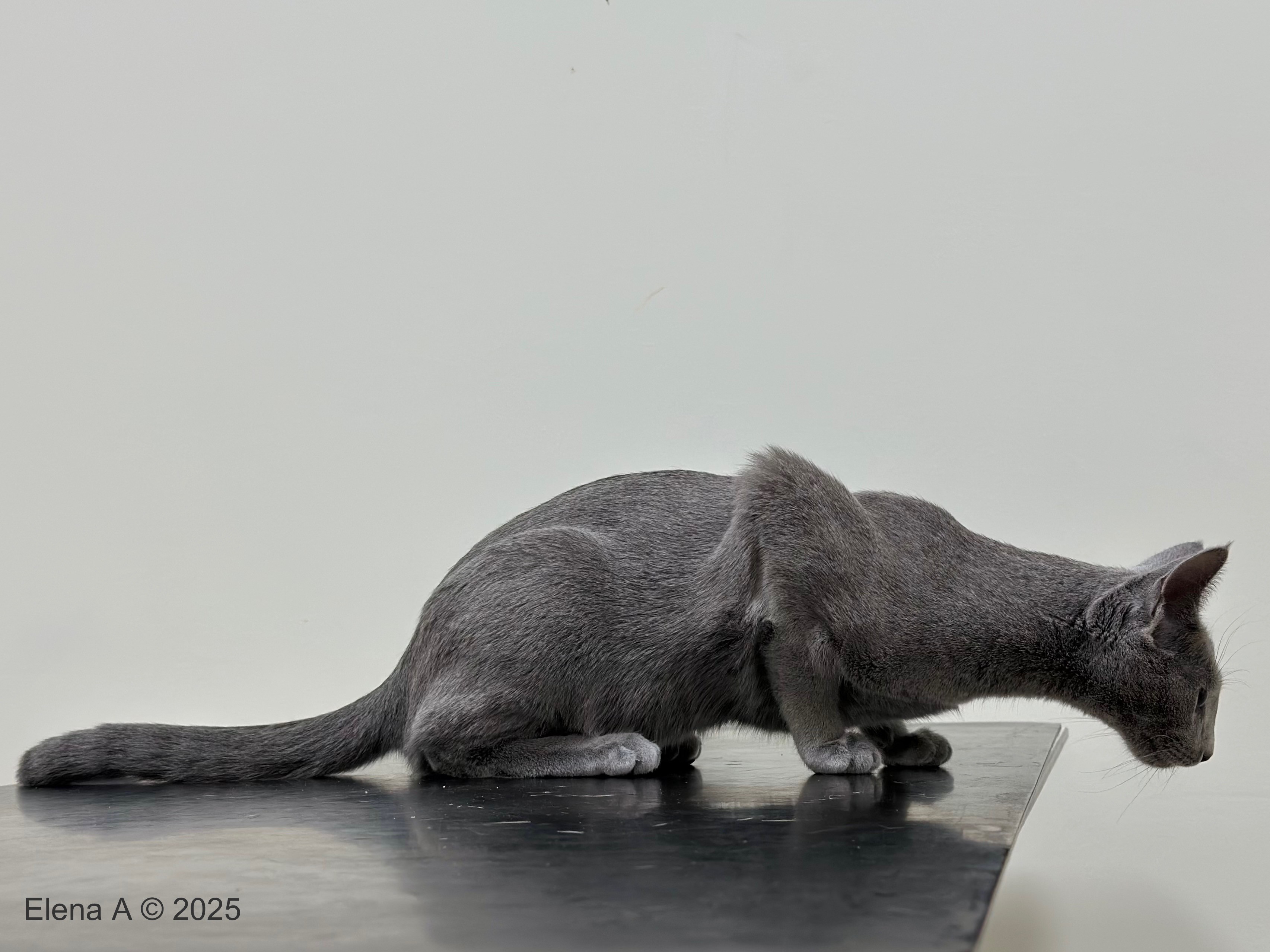 Luna (sijoituskissa)