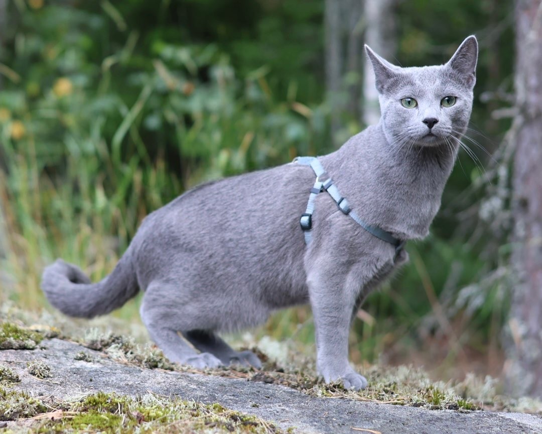 Sapphire - Story Cat