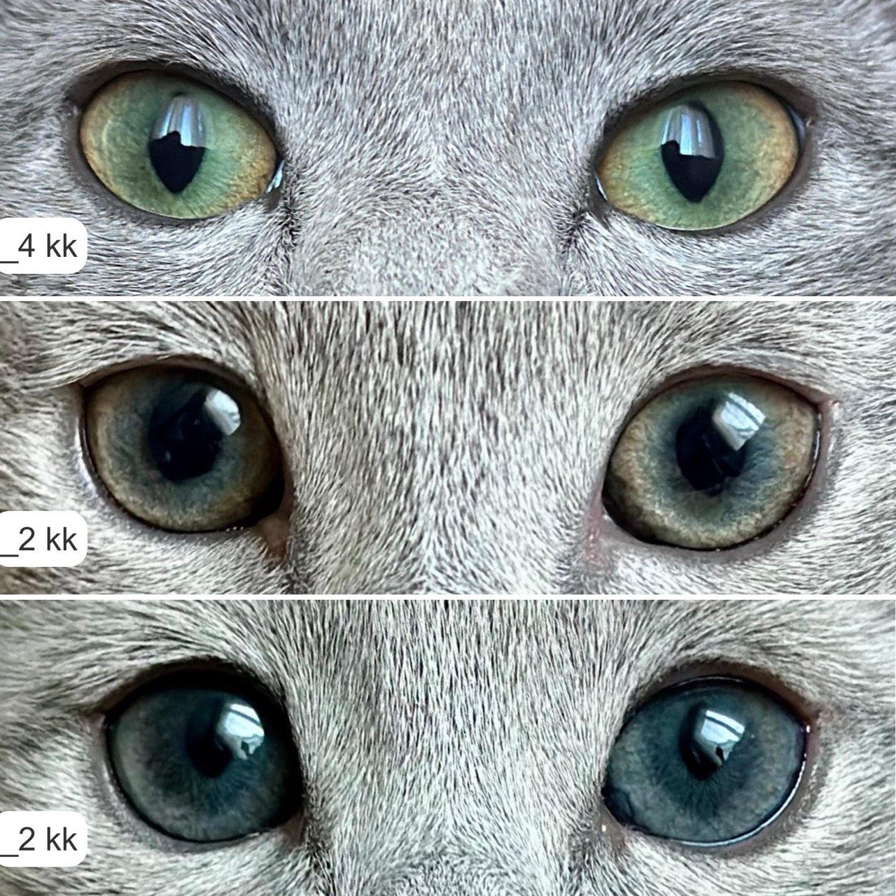 Как развивается зеленый цвет глаз у русской голубой кошки?