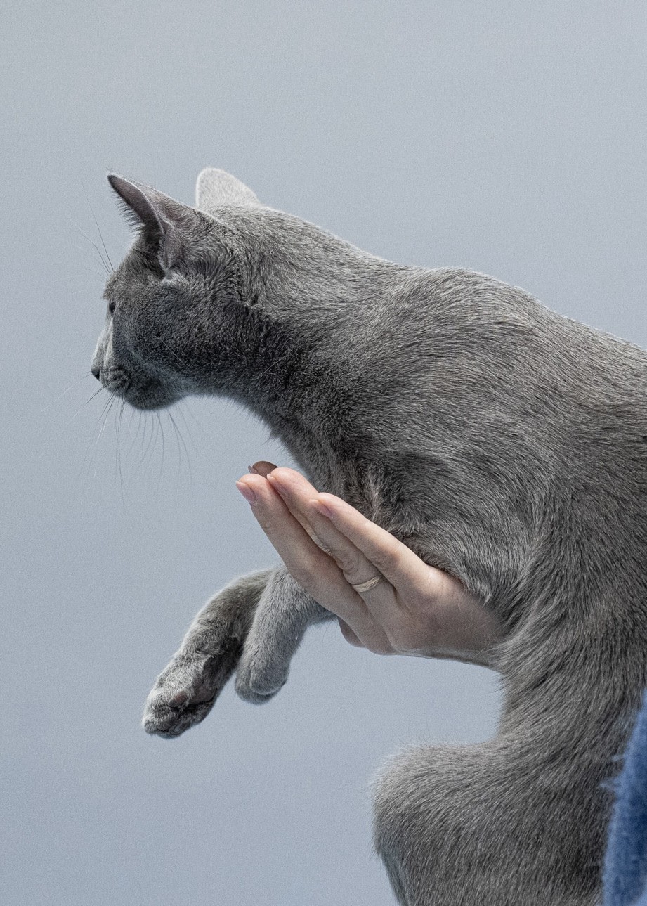 Bruno (sijoituskissa)