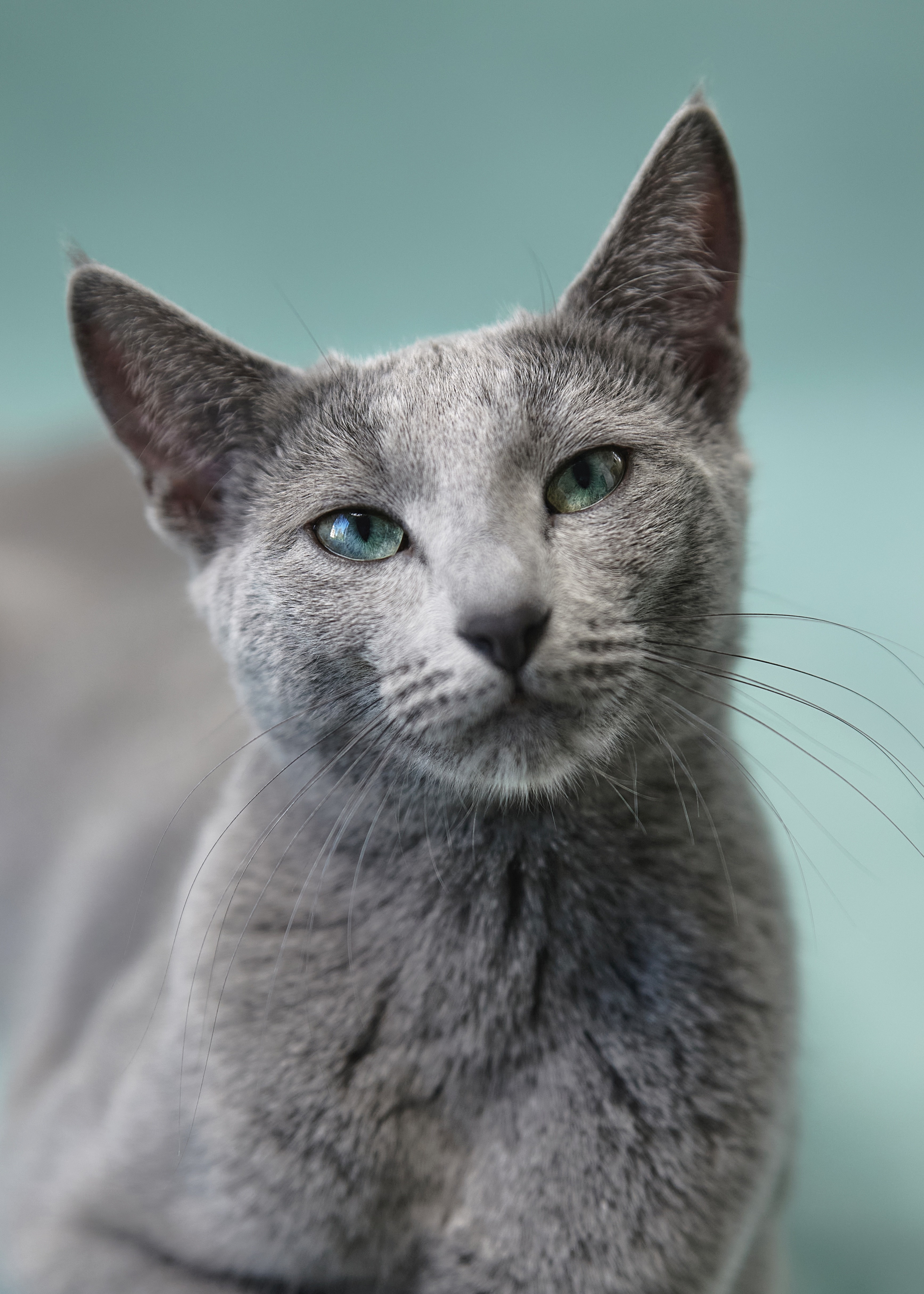 Luna (sijoituskissa)