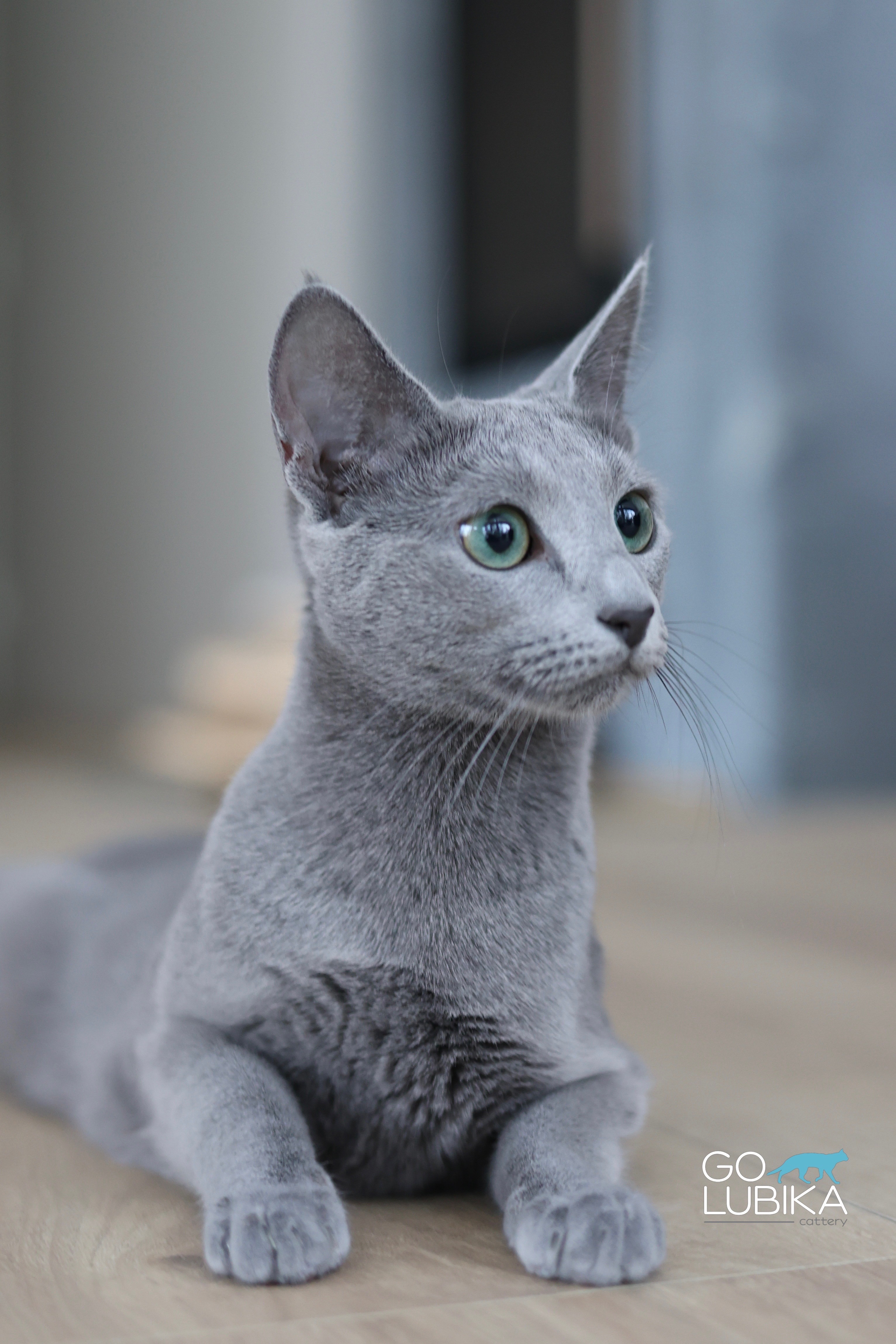 Luna (sijoituskissa)