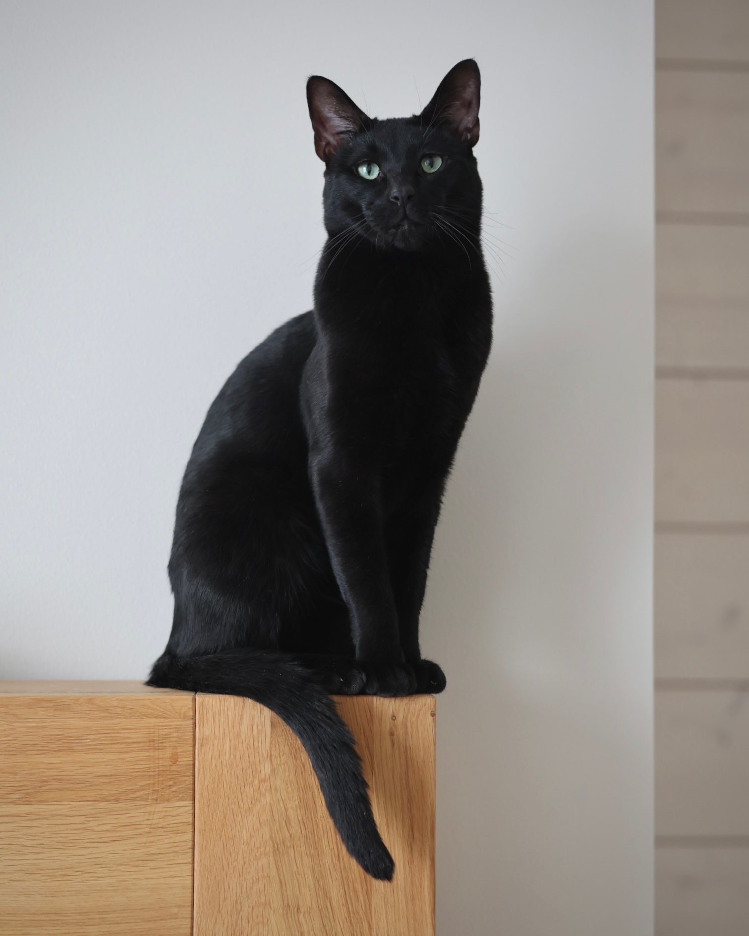 Zorro