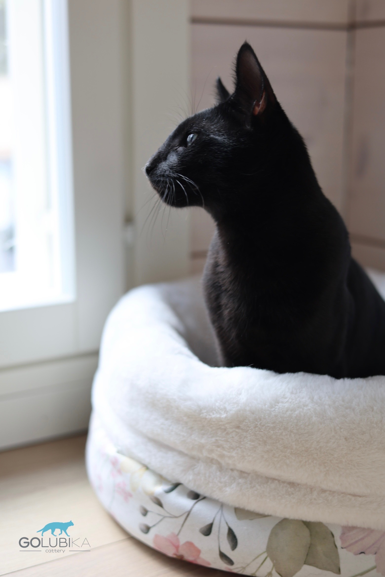 Dorian Black 
