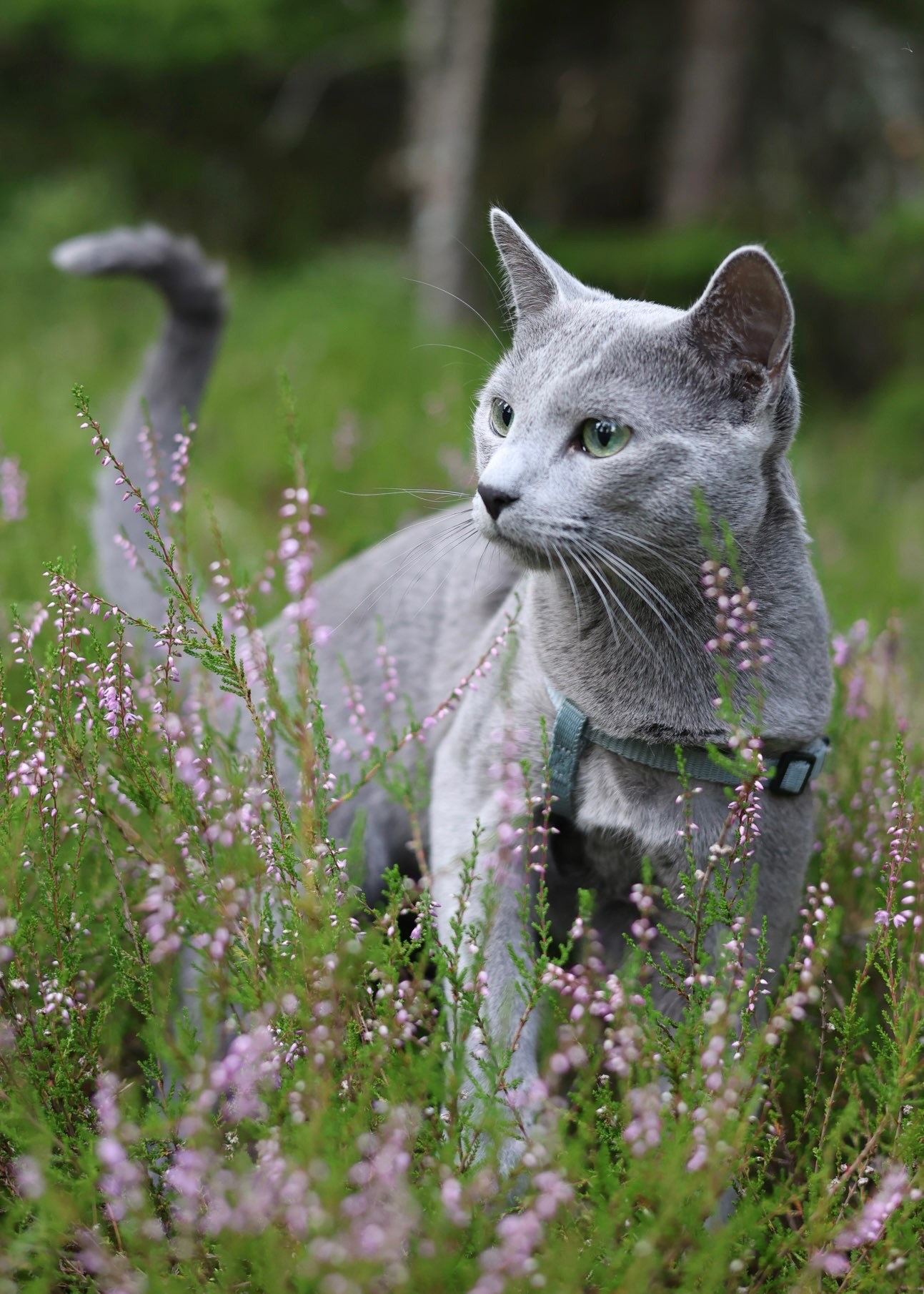 Sapphire - Story Cat