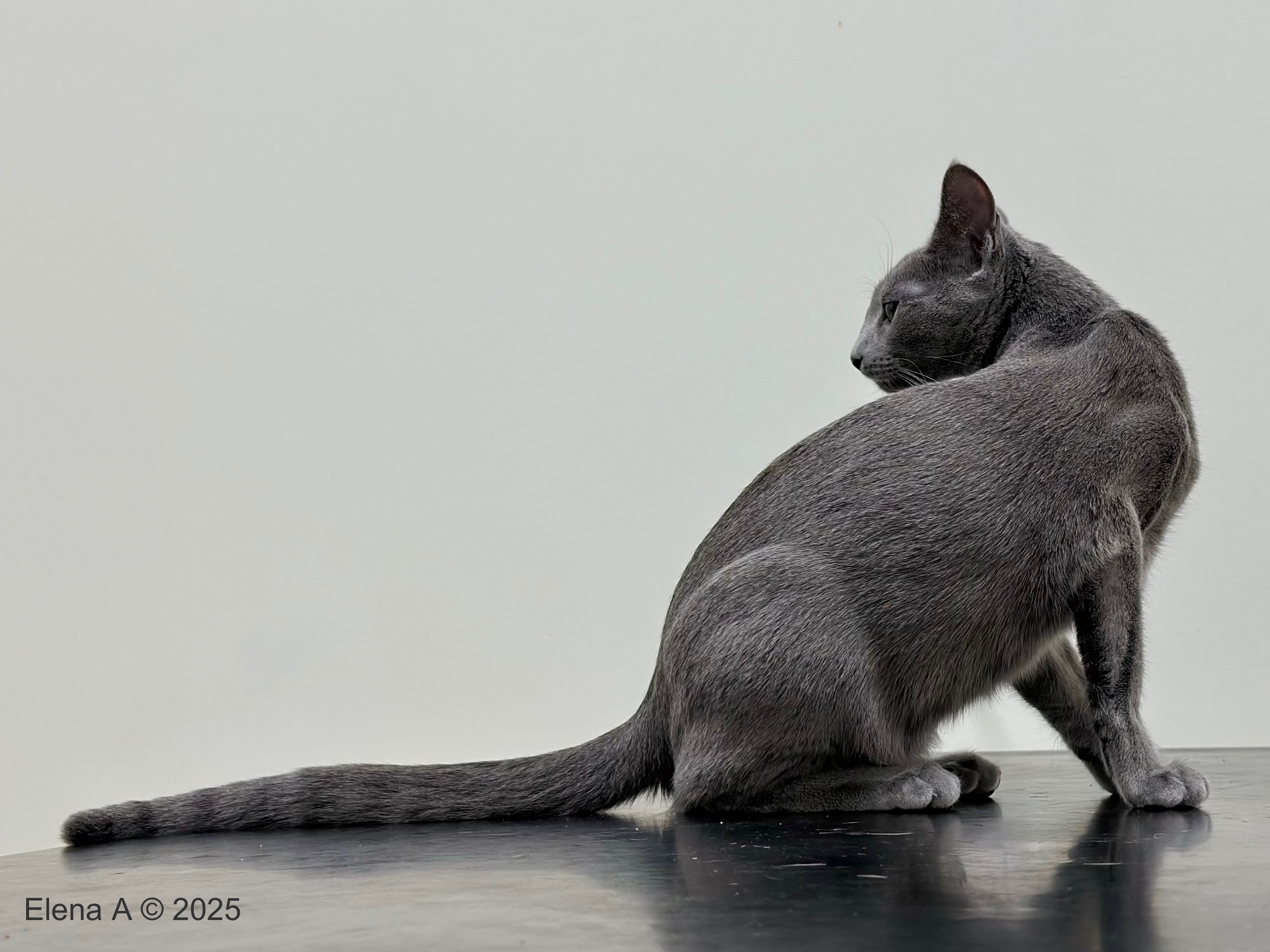 Luna (sijoituskissa)