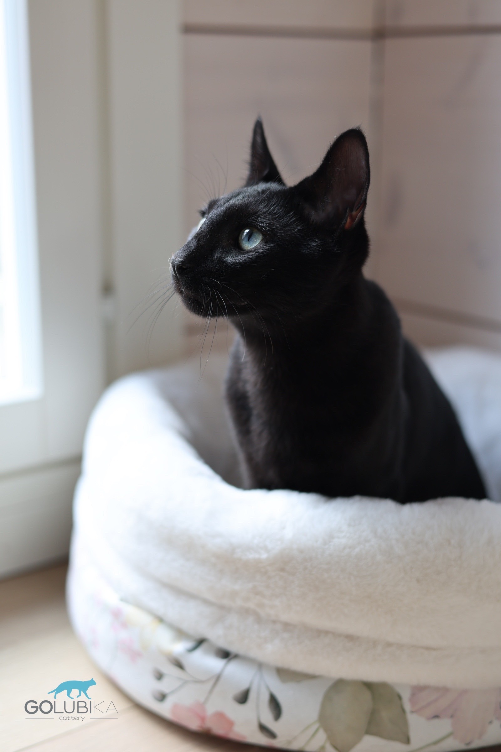 Dorian Black 