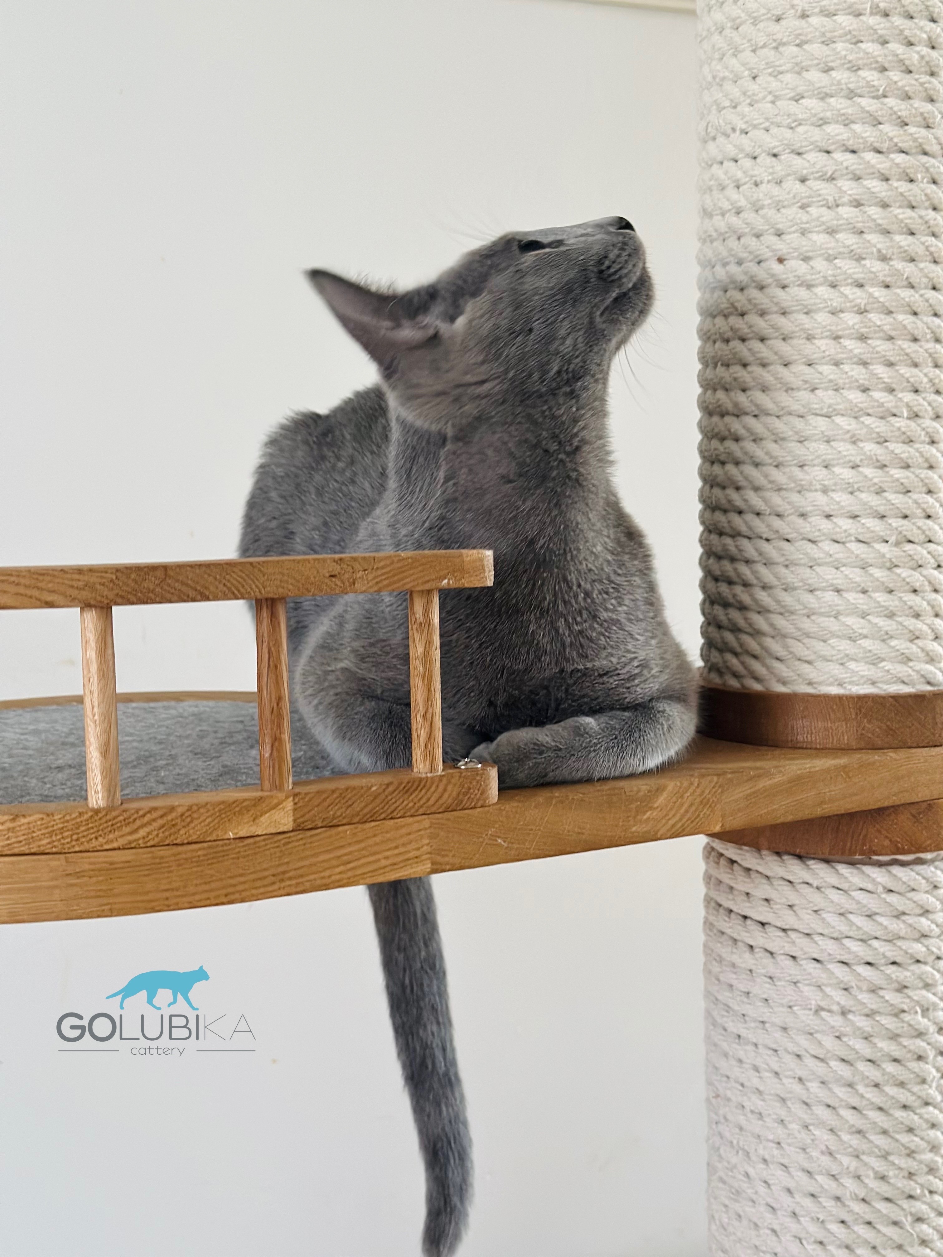 Bruno (sijoituskissa)