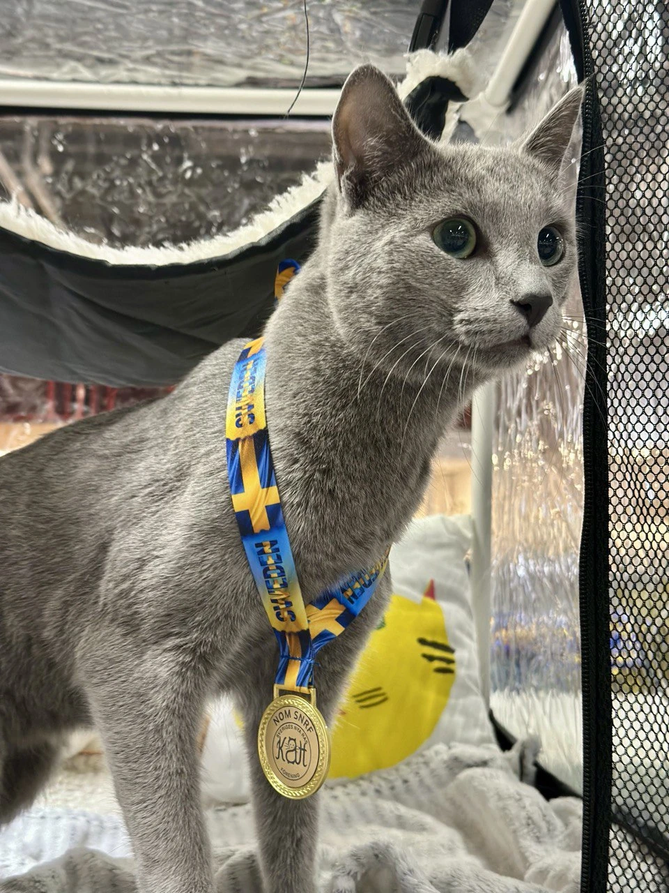 Aamos - победитель выставки кошек WCF - русский голубой кот