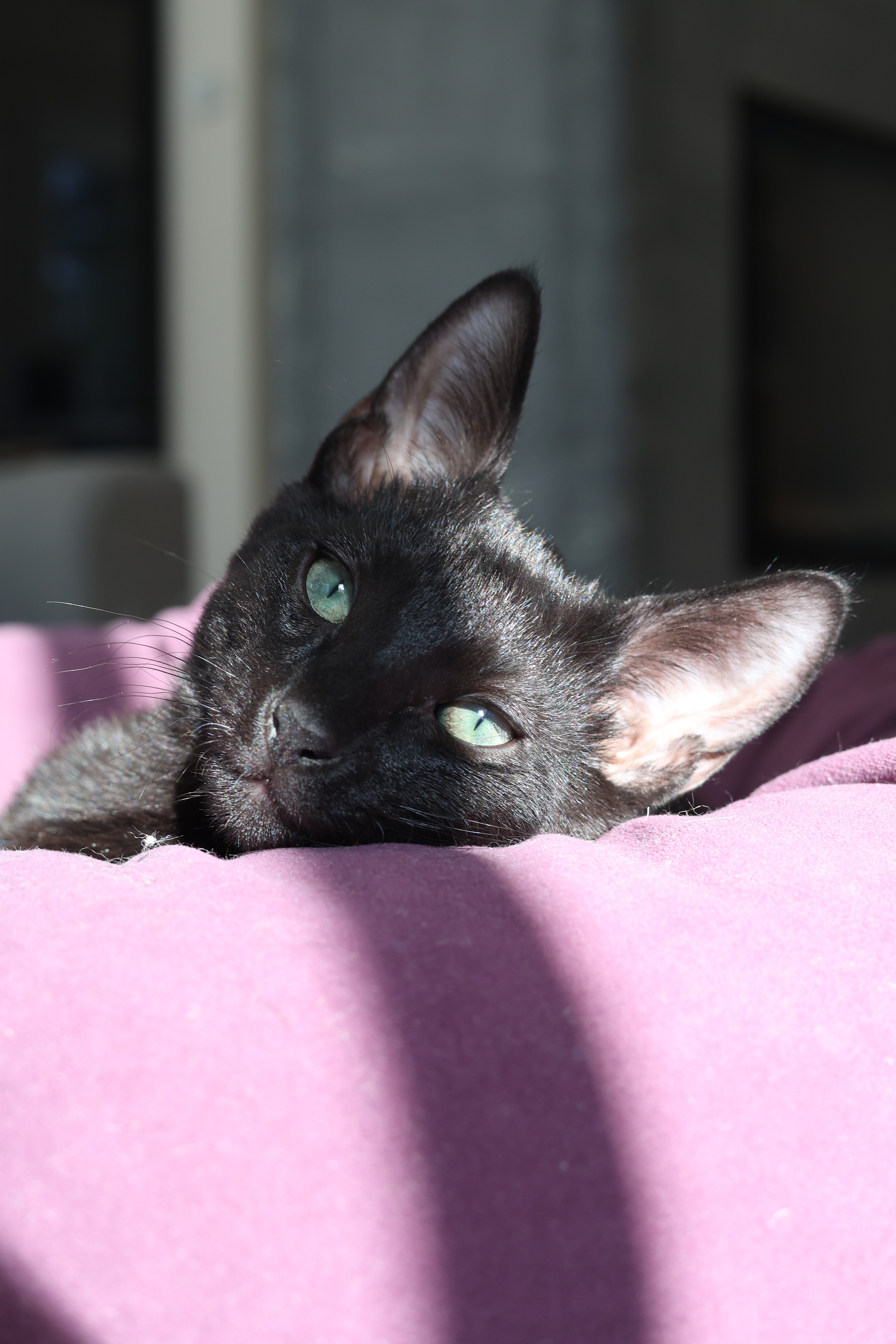 Dorian Black 