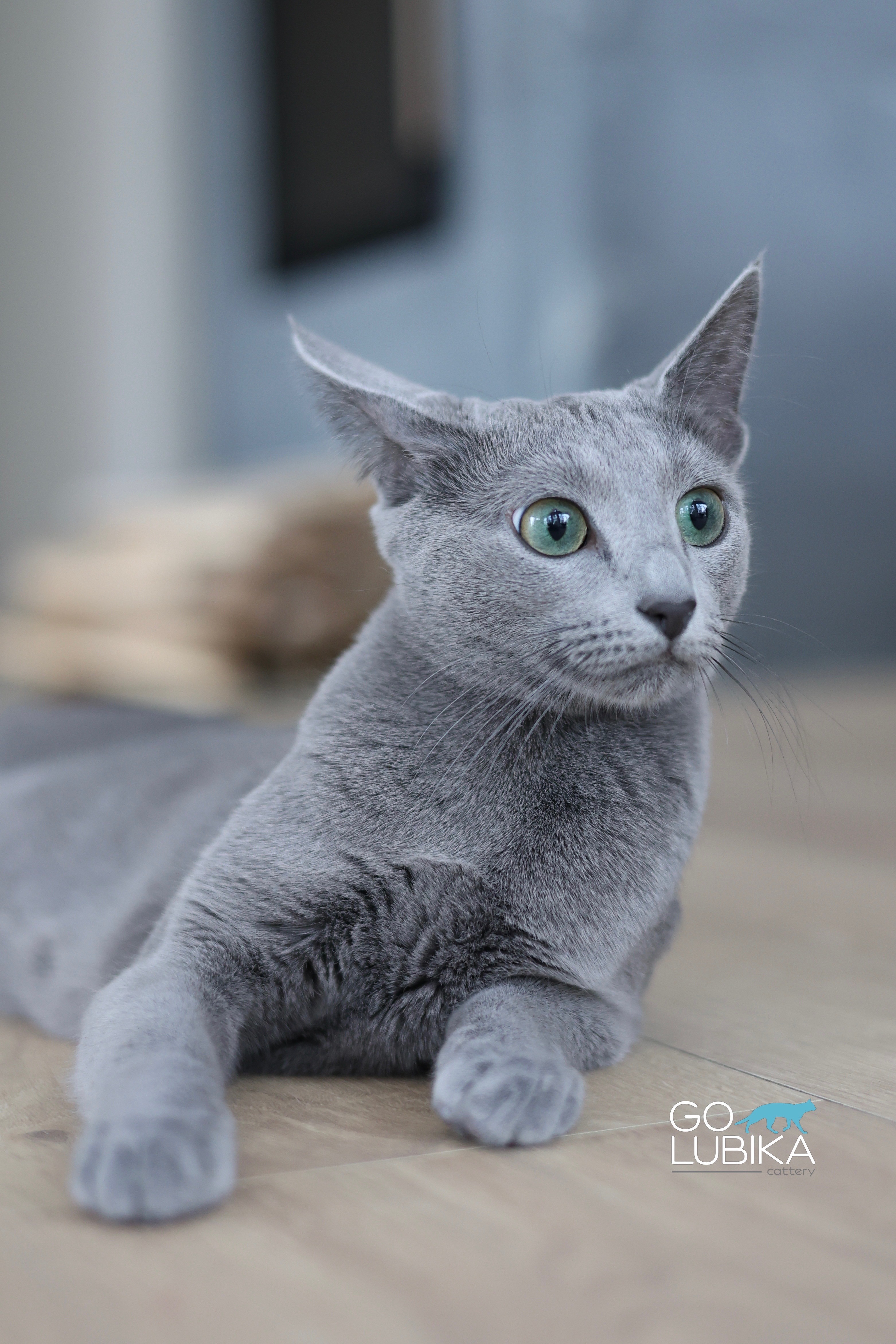 Luna (sijoituskissa)