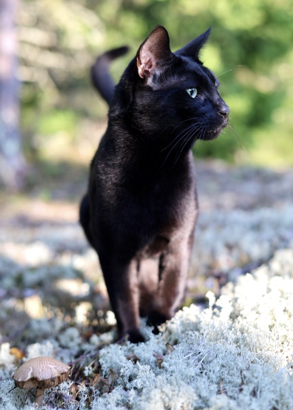 Zorro