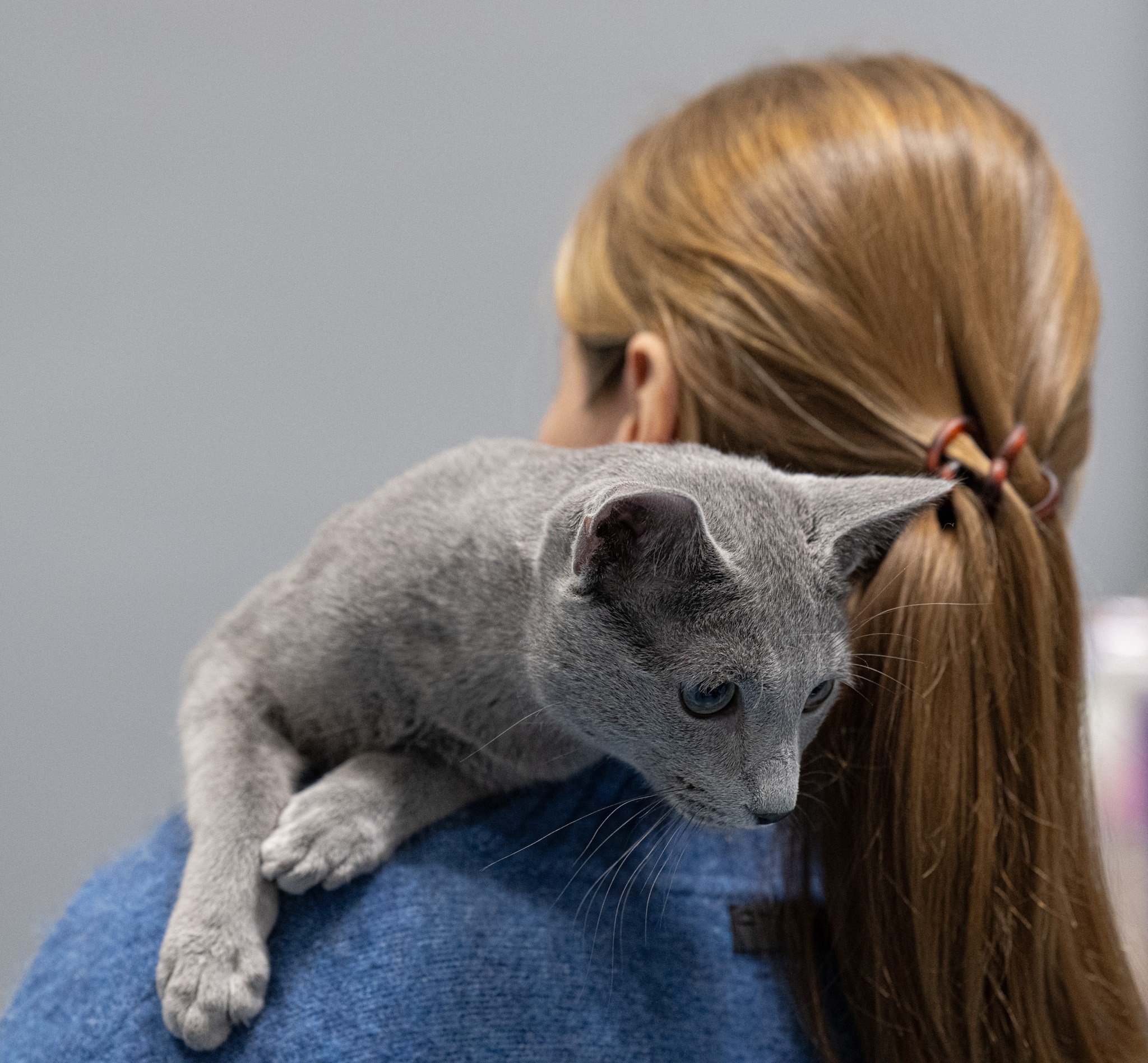 Bruno (sijoituskissa)