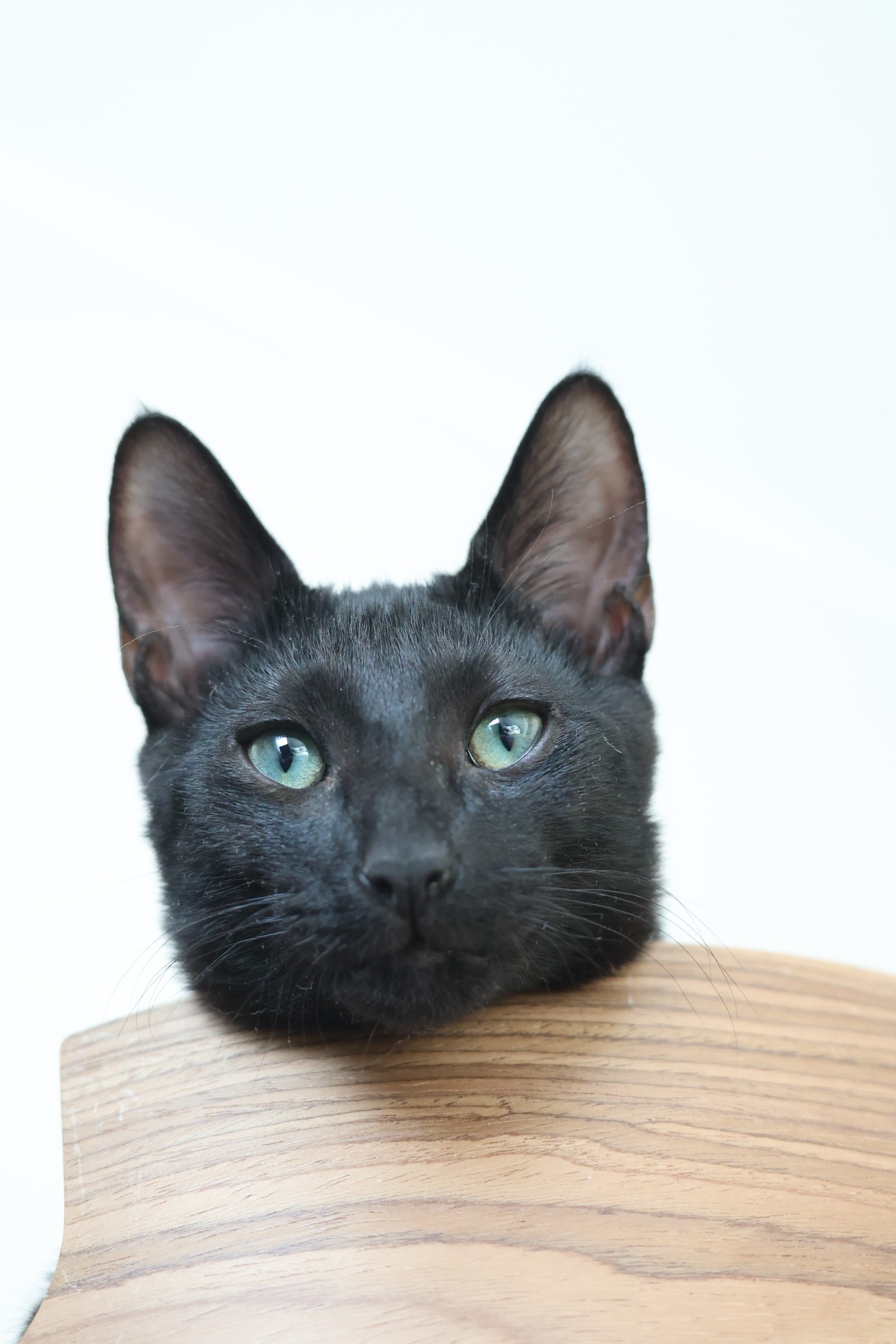 Dorian Black 