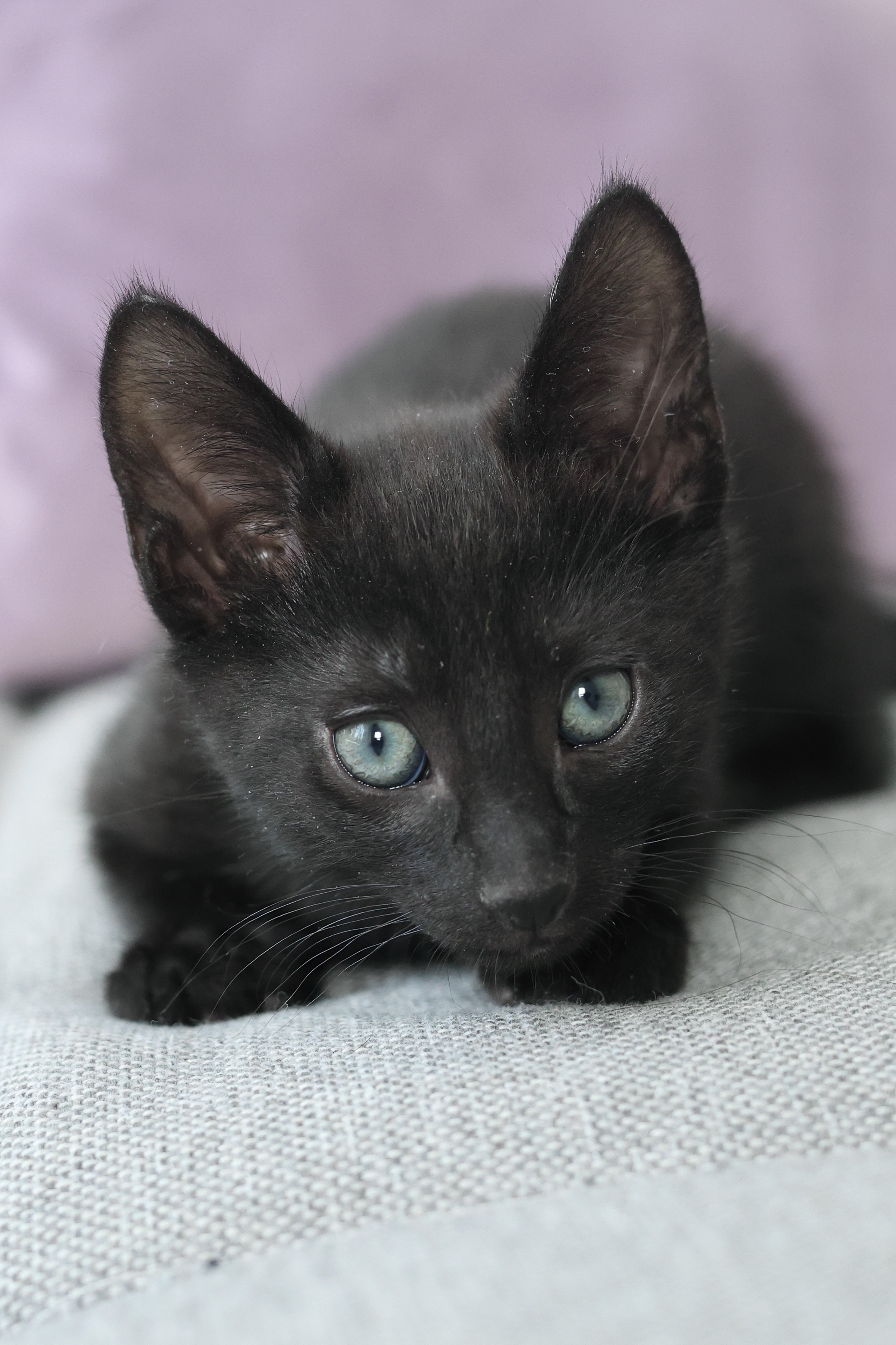Dorian Black 