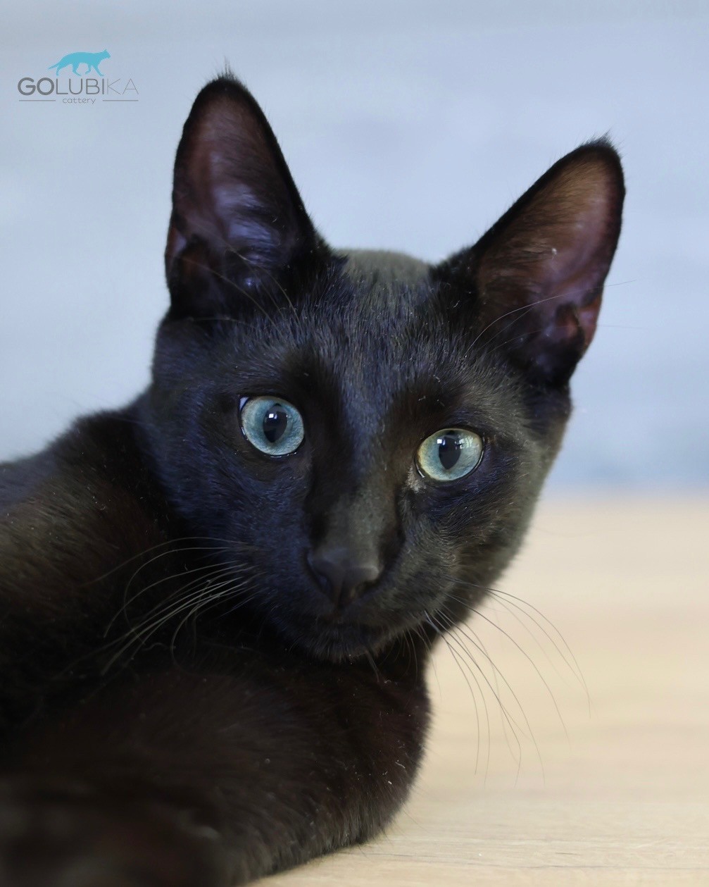 Dorian Black 