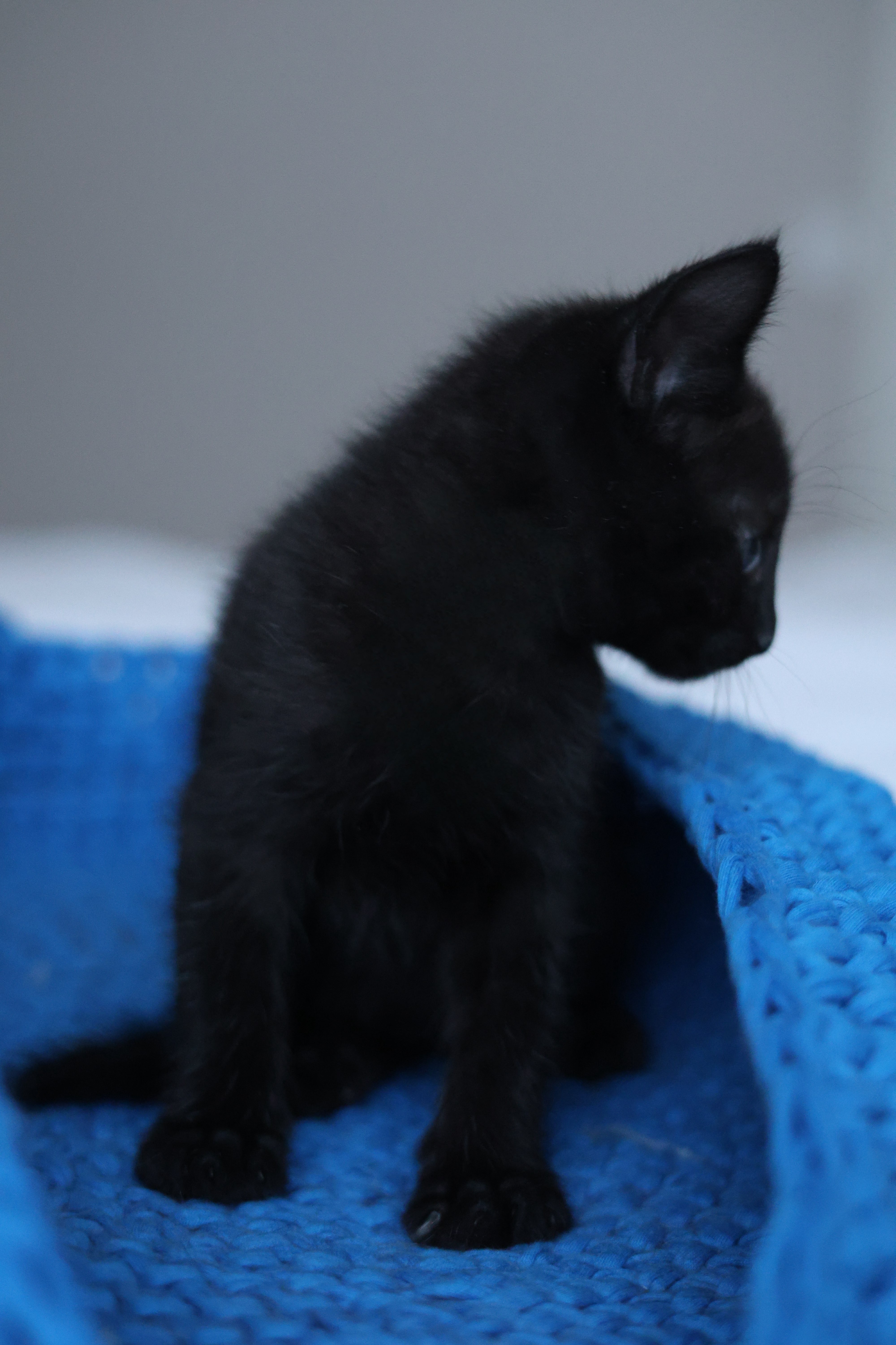 Dorian Black 