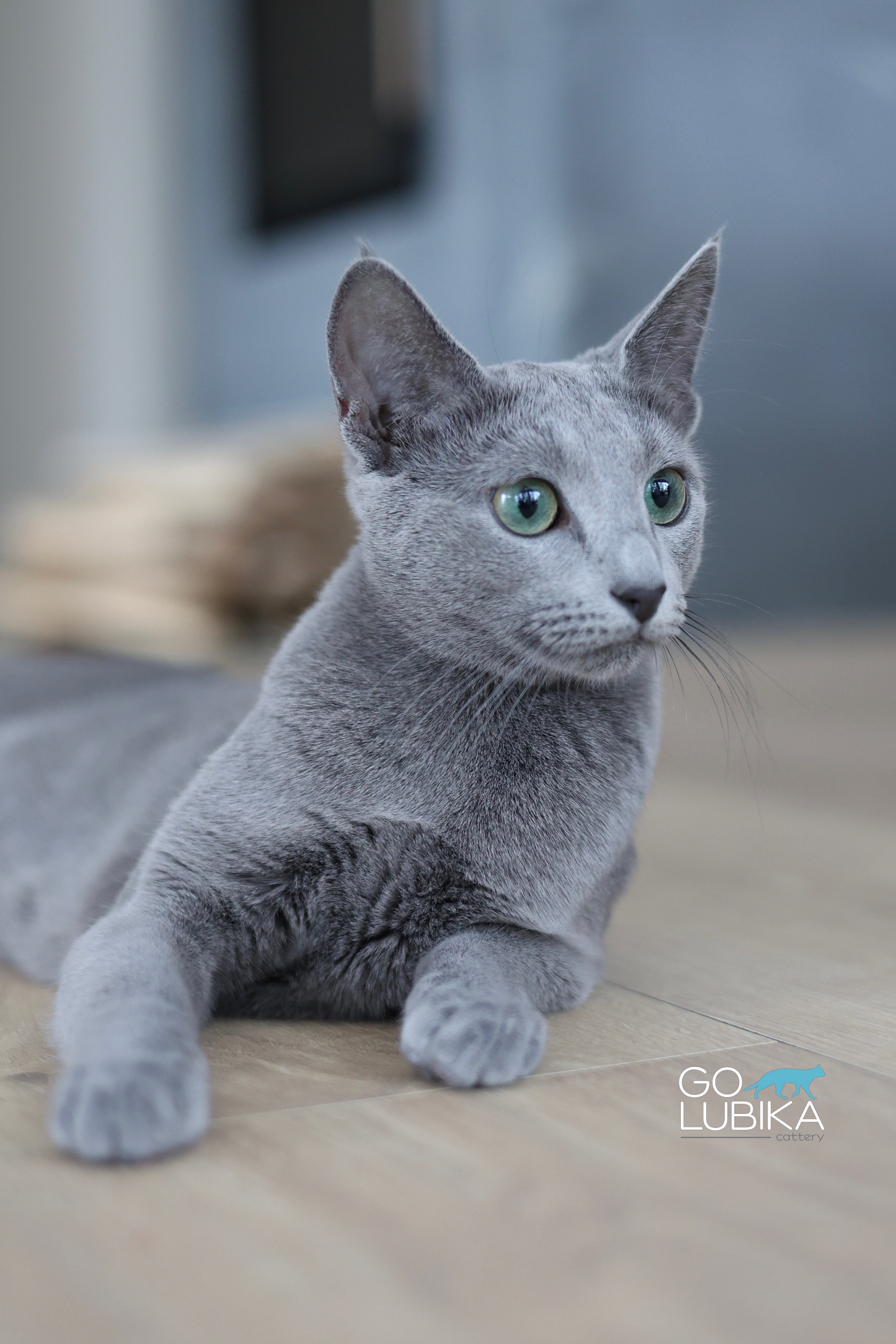 Luna (sijoituskissa)