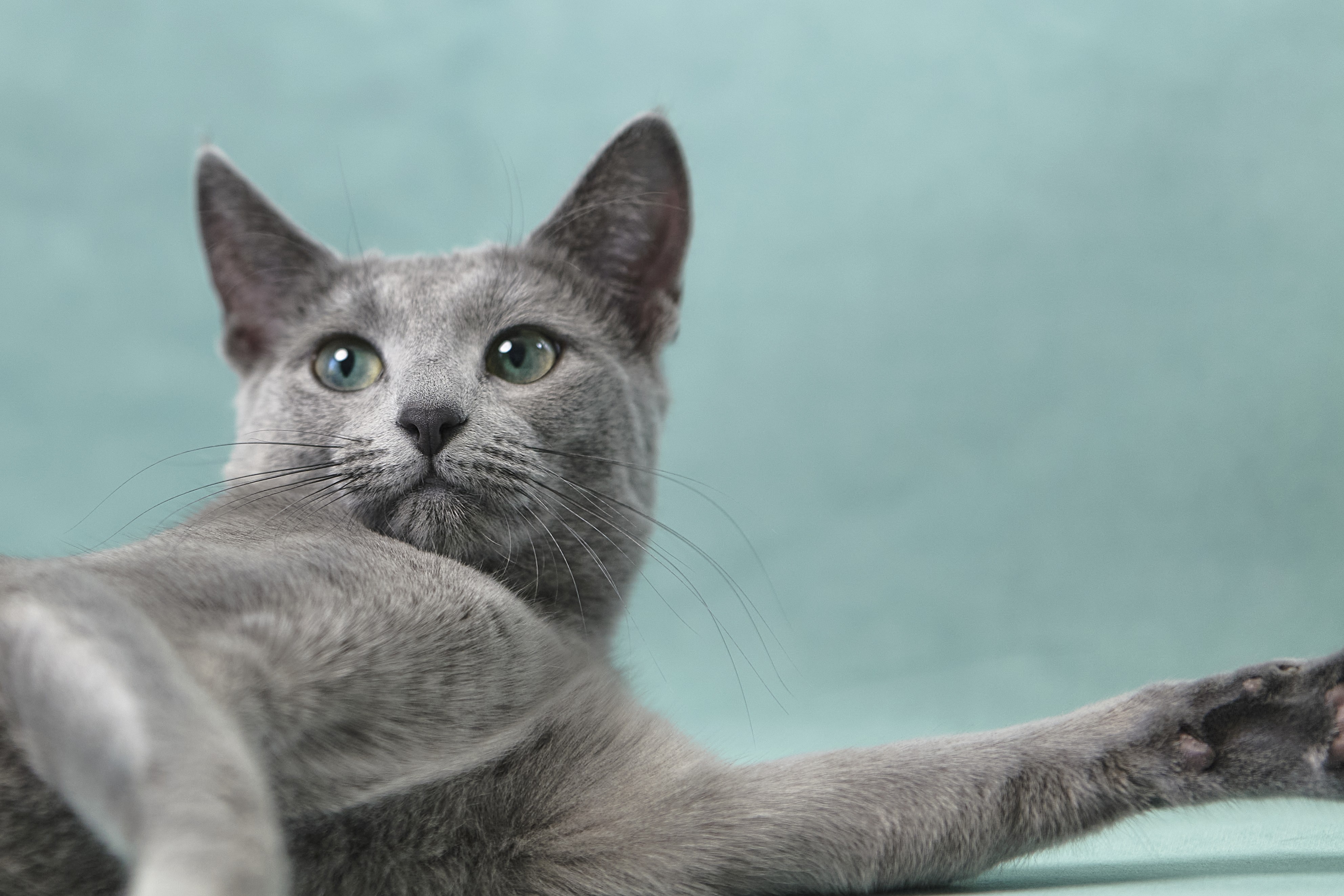 Luna (sijoituskissa)