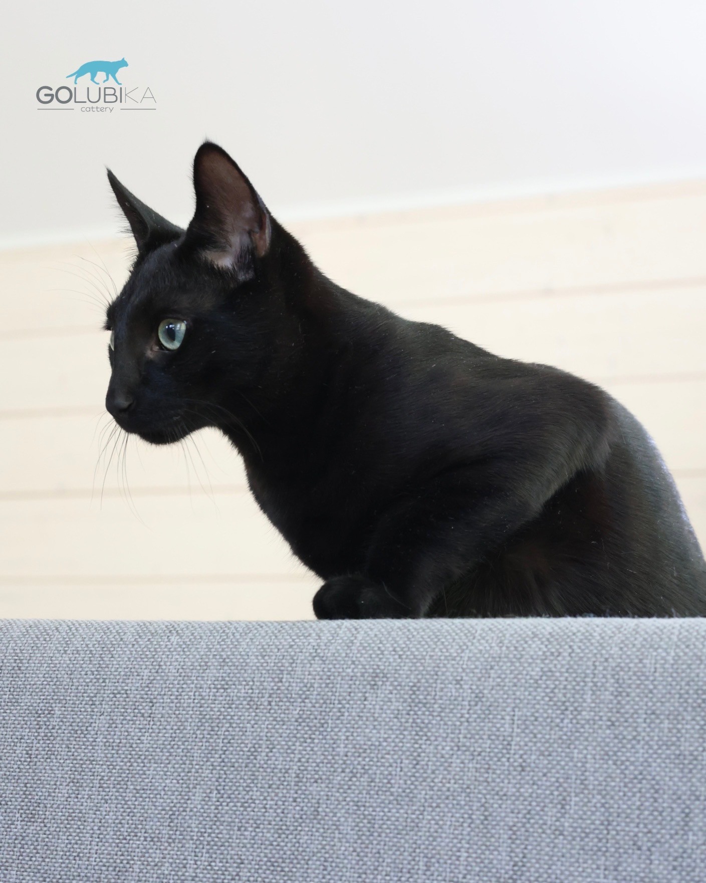 Dorian Black 
