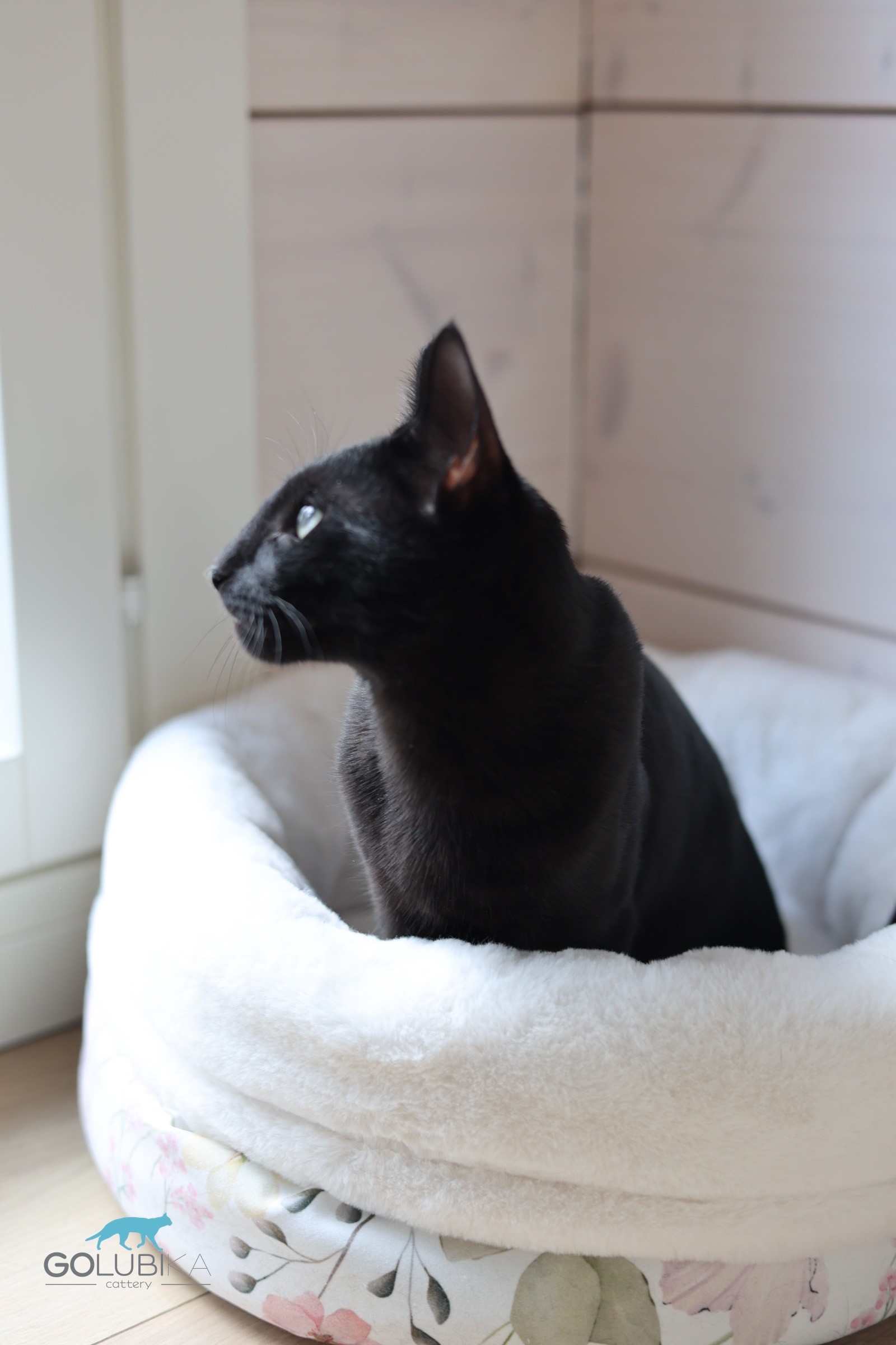 Dorian Black 