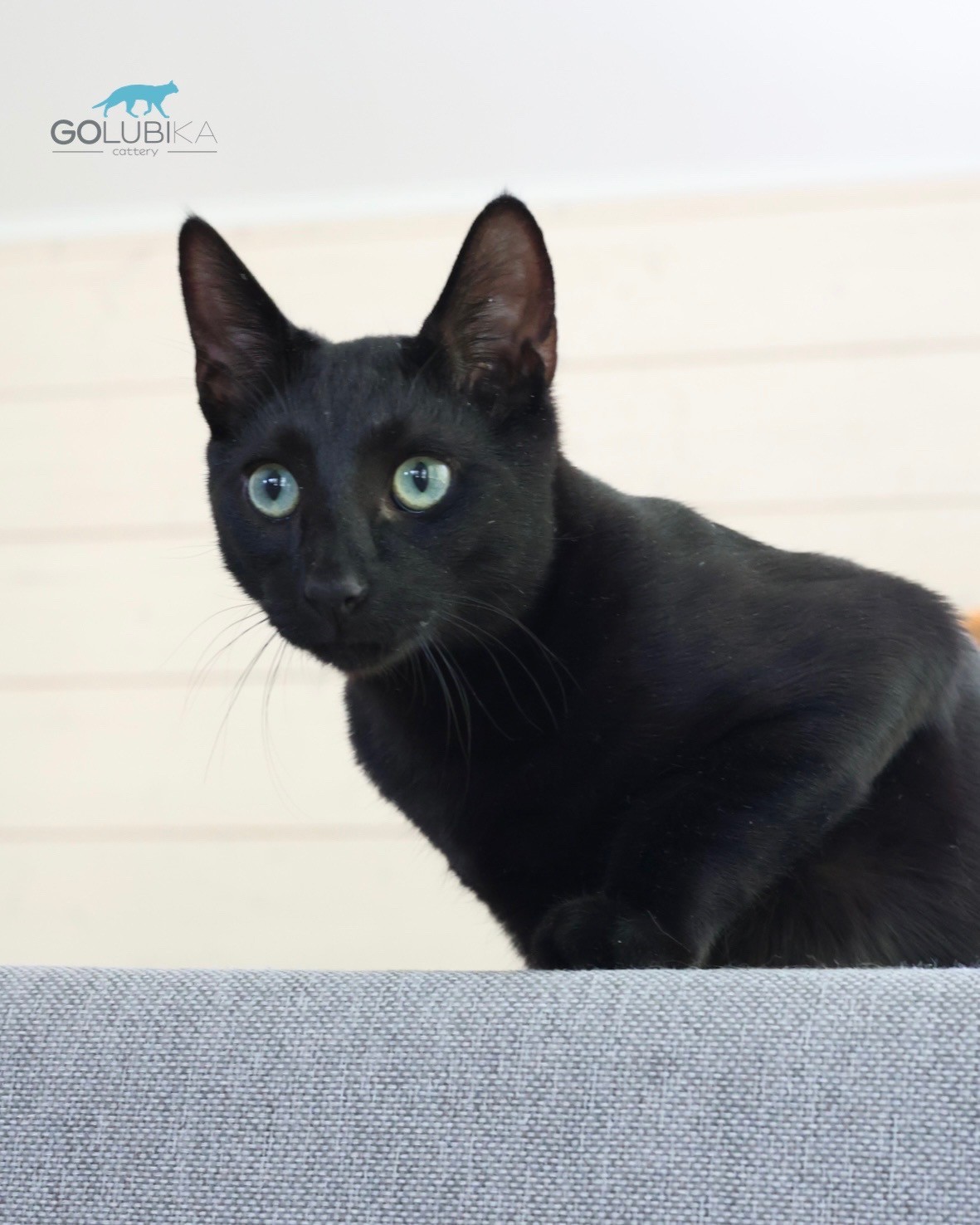 Dorian Black 