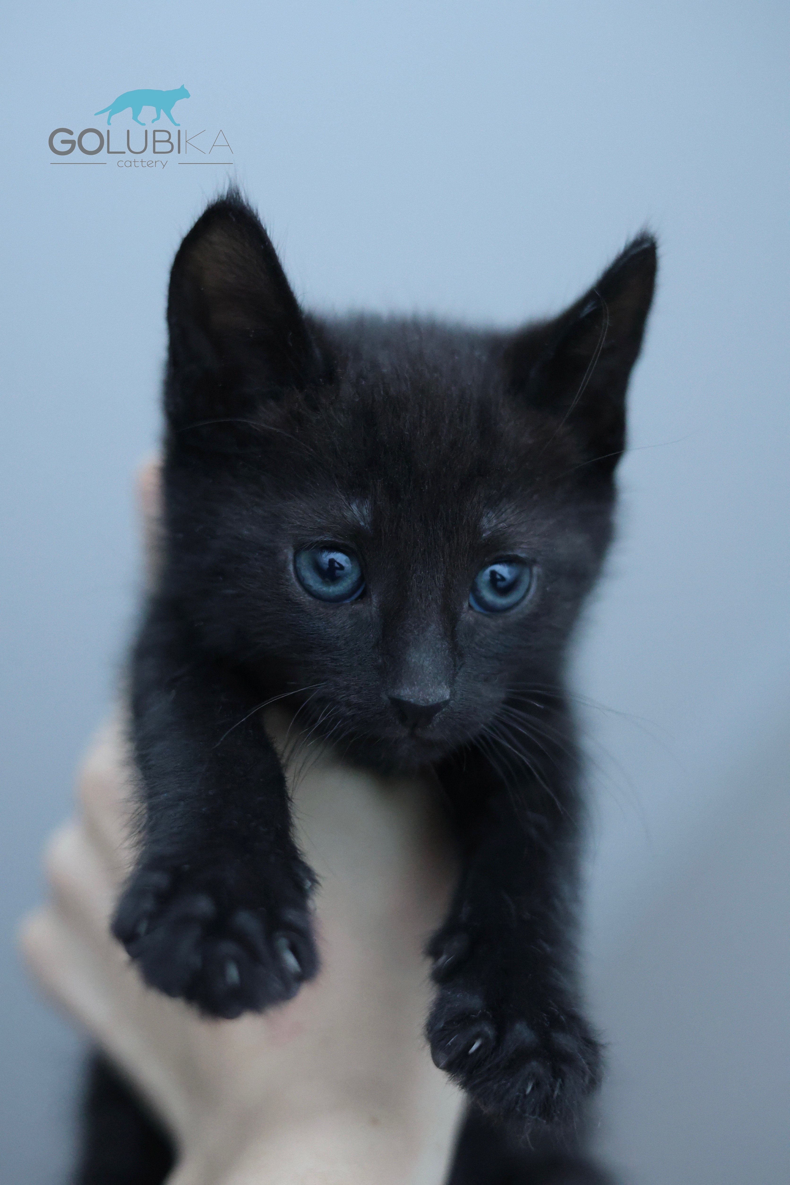 Dorian Black 
