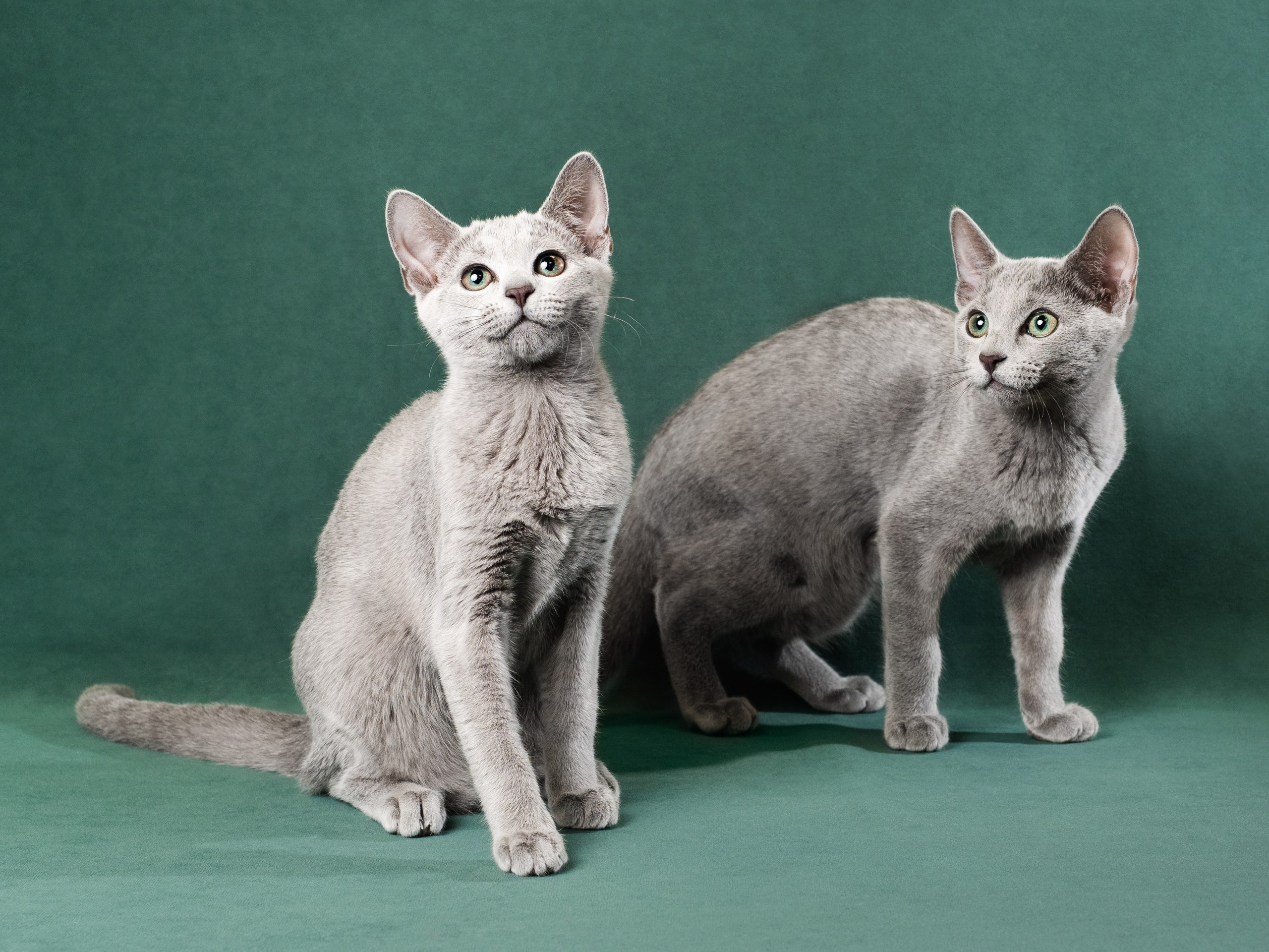 Планируемый помет F - 2026