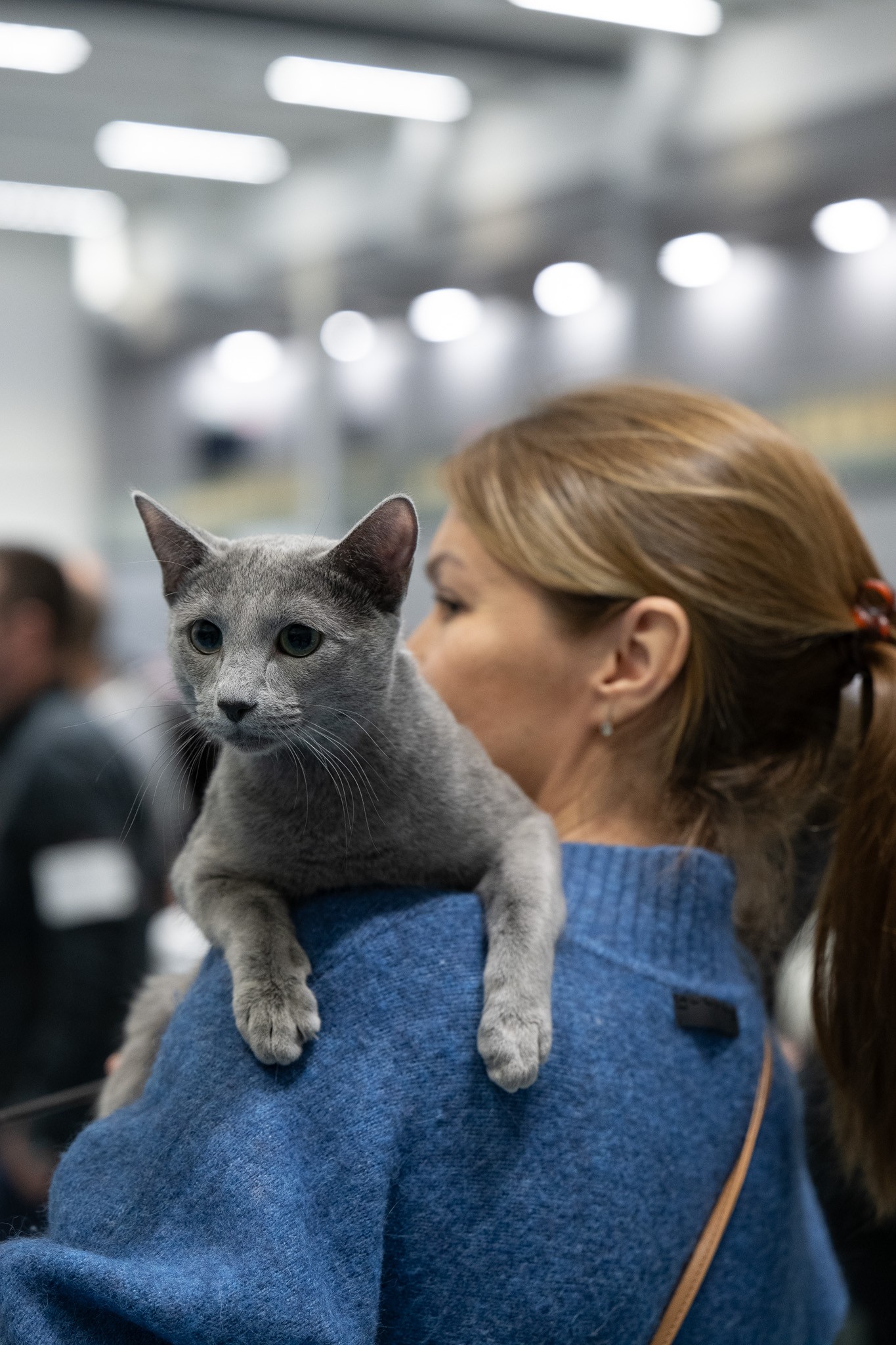 Bruno (sijoituskissa)