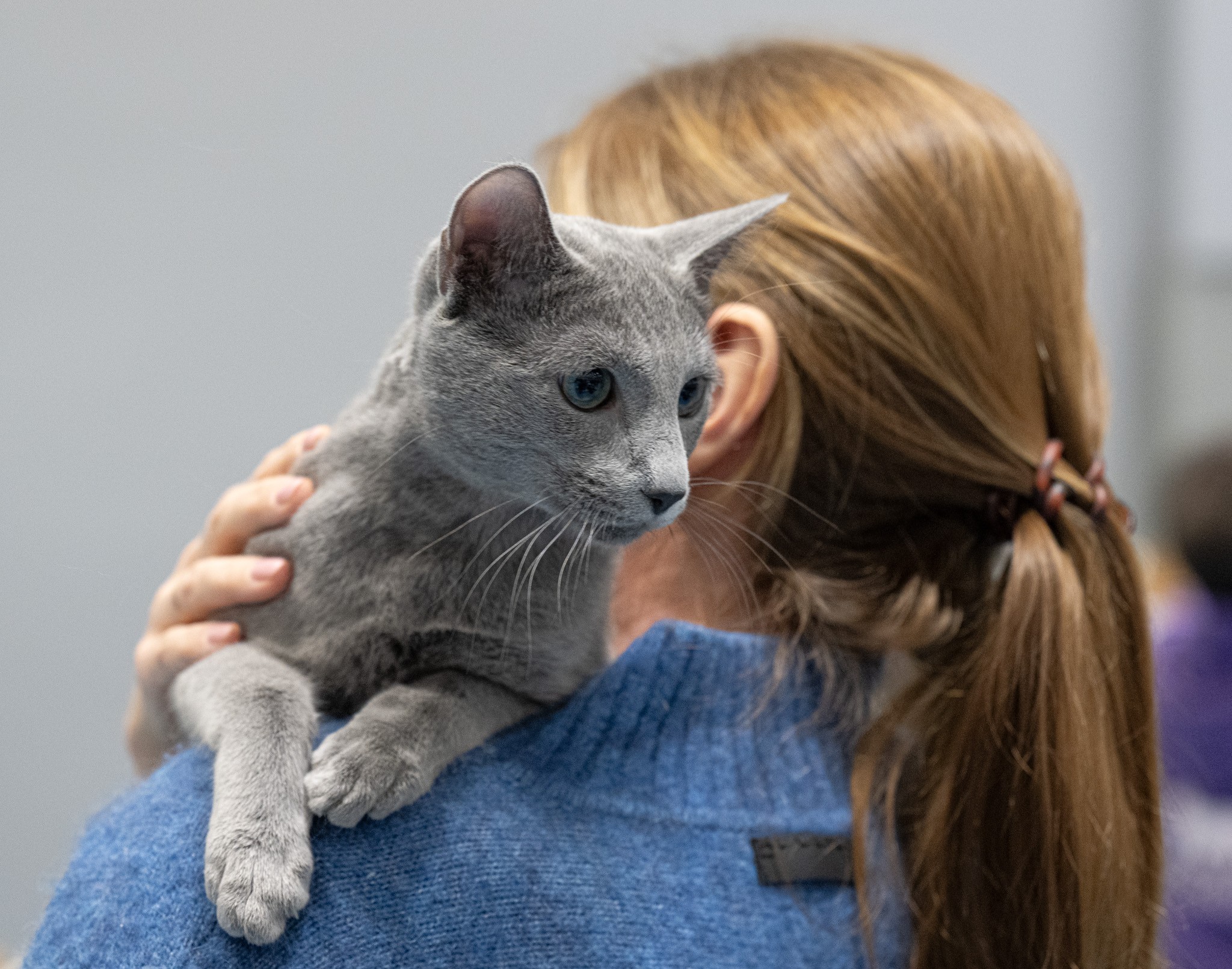 Bruno (sijoituskissa)