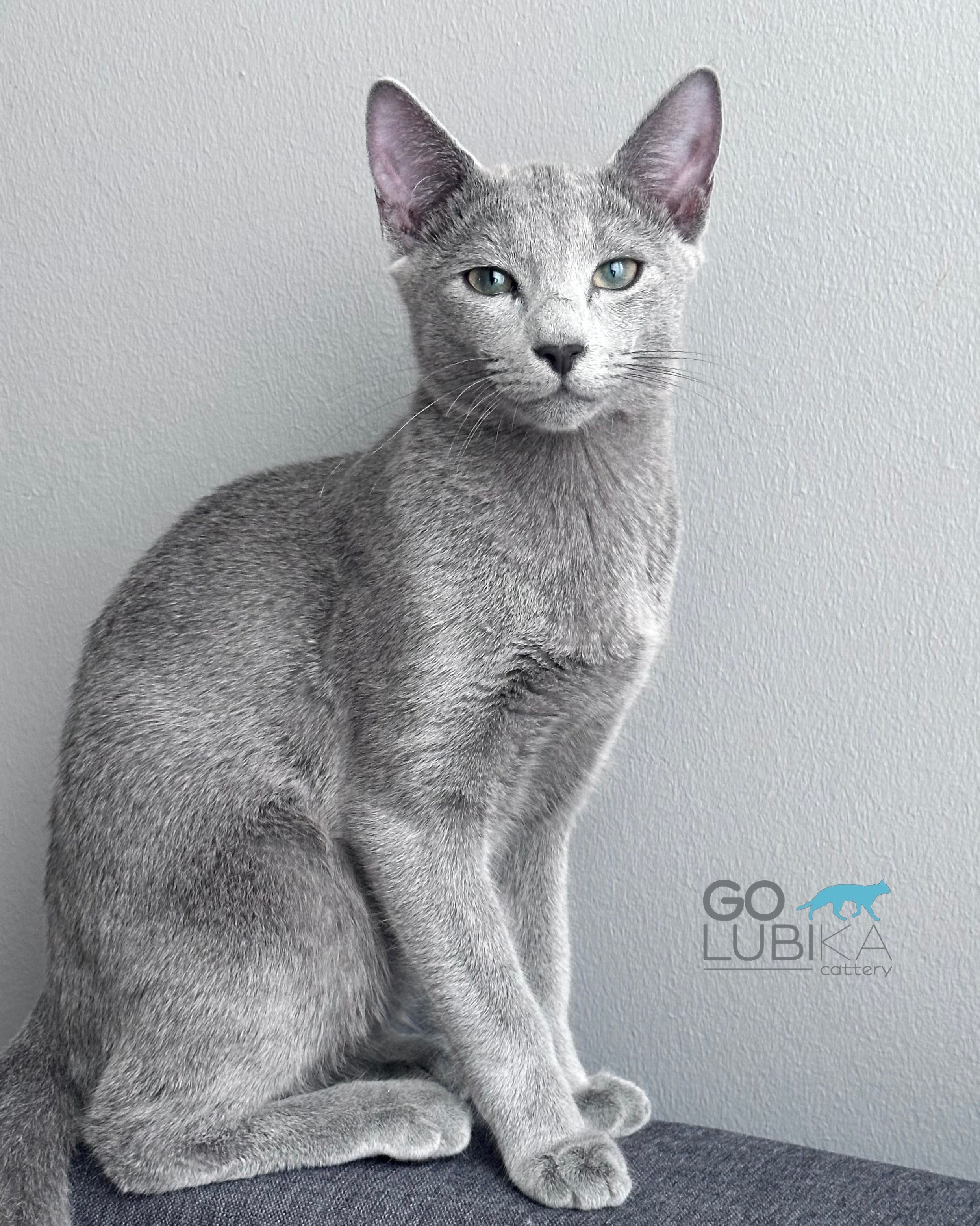 Bruno (sijoituskissa)