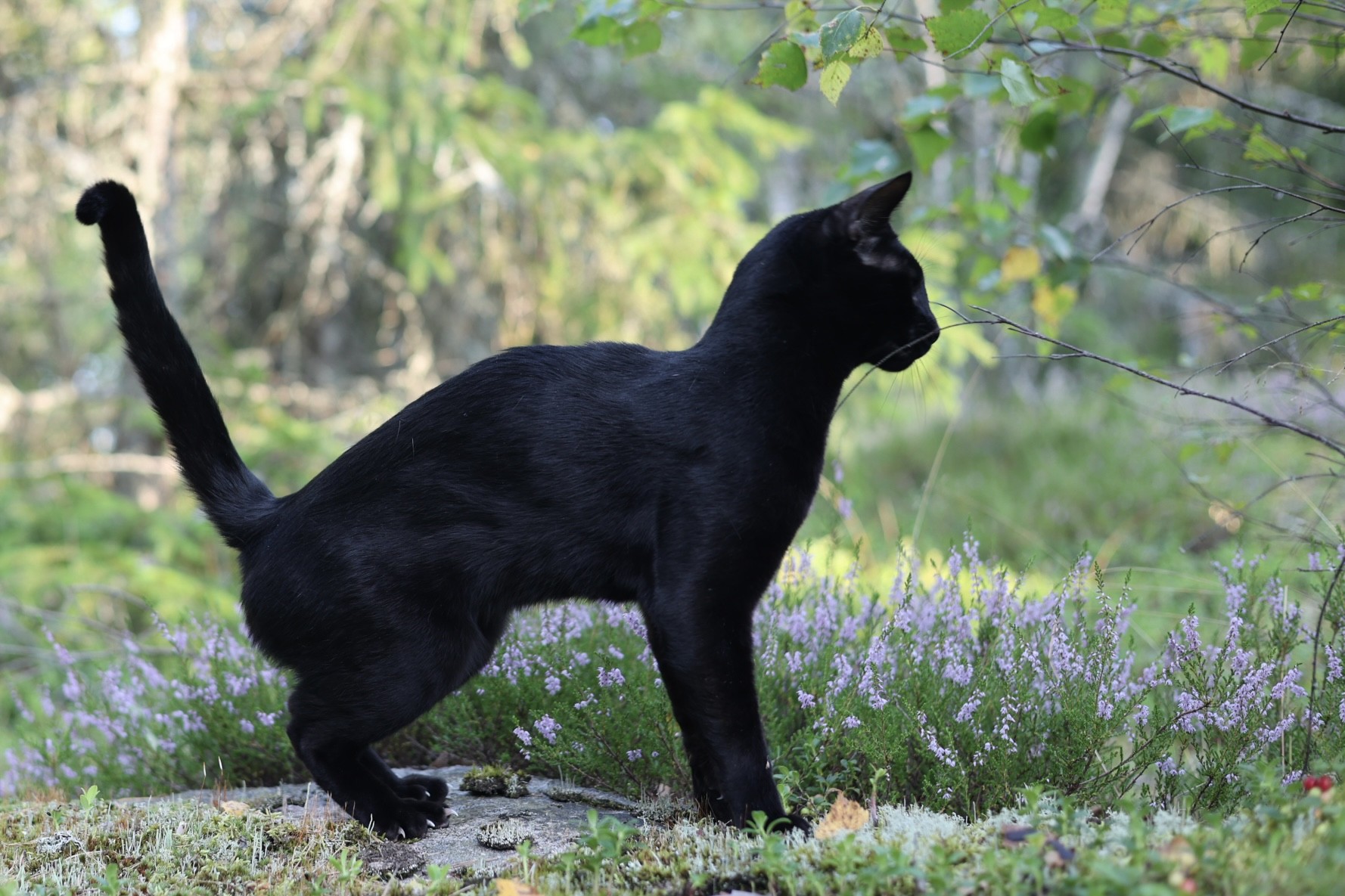 Zorro
