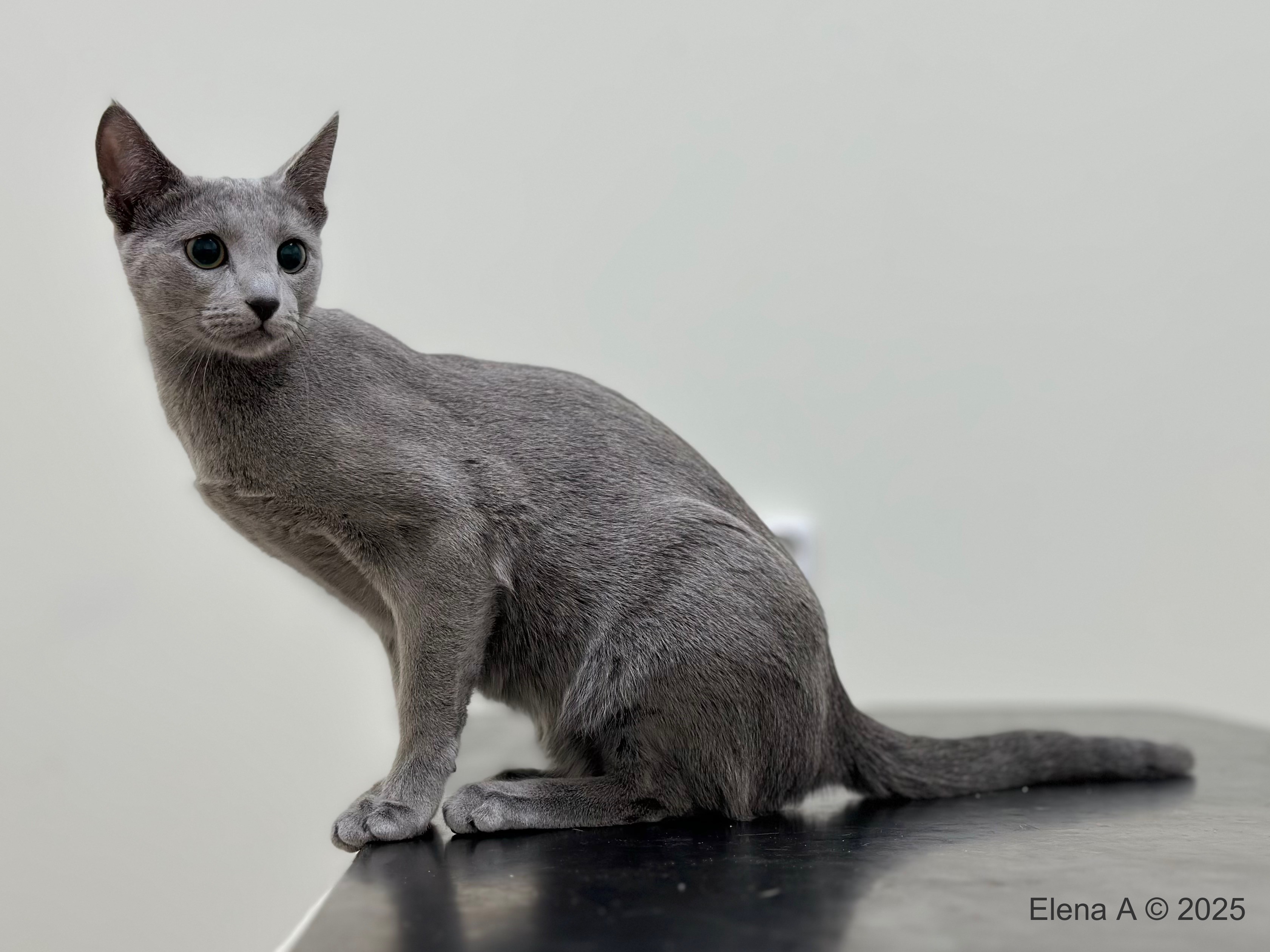 Luna (sijoituskissa)