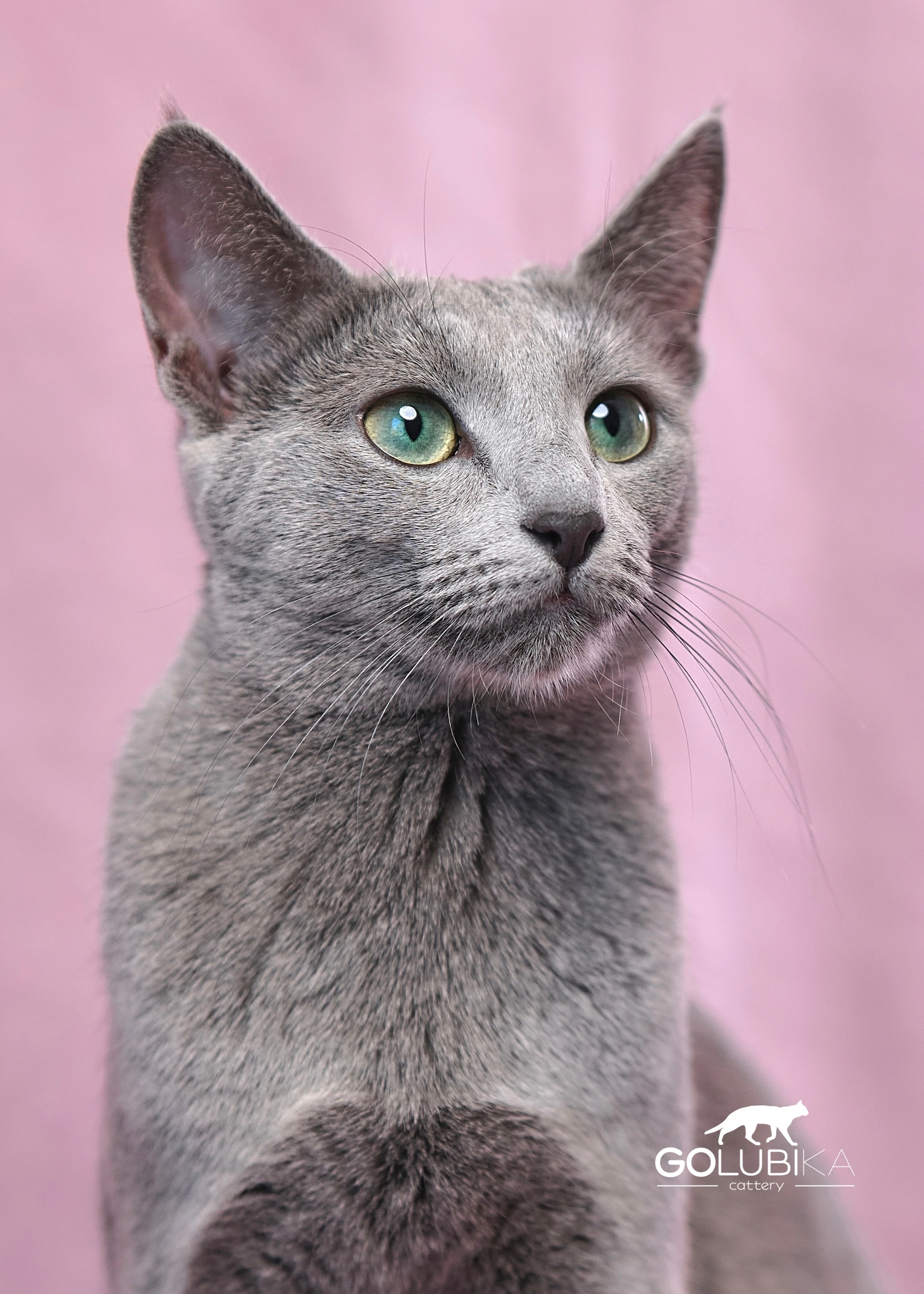 Alla-Balerinka - победитель выставки кошек WCF - русская голубая кошка
